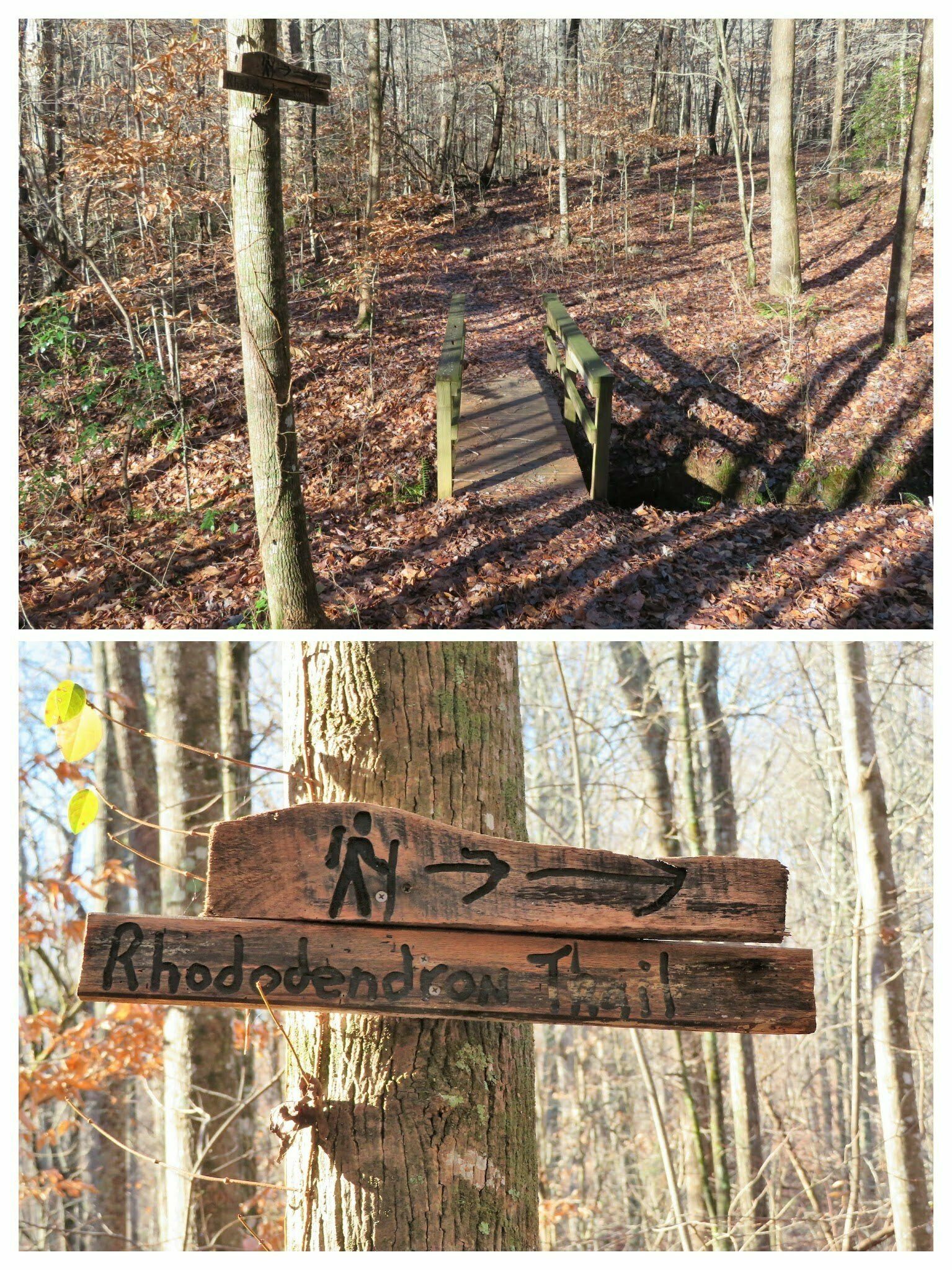 The start of the Rhododendron Trail on the east side,