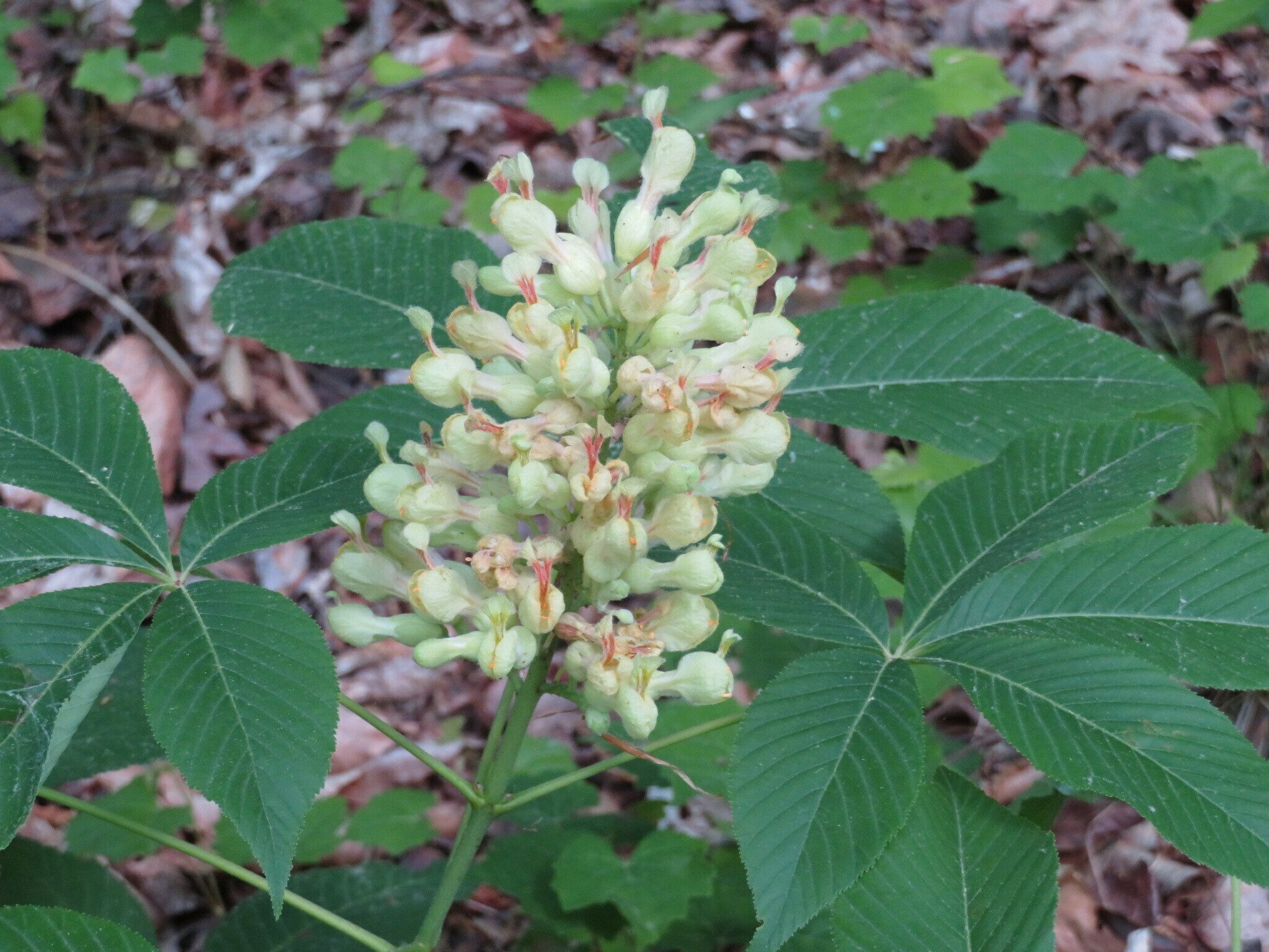 This Lake Russel Trail is know for a large number of Yellow  buckeye (Aesculus sylvatica).