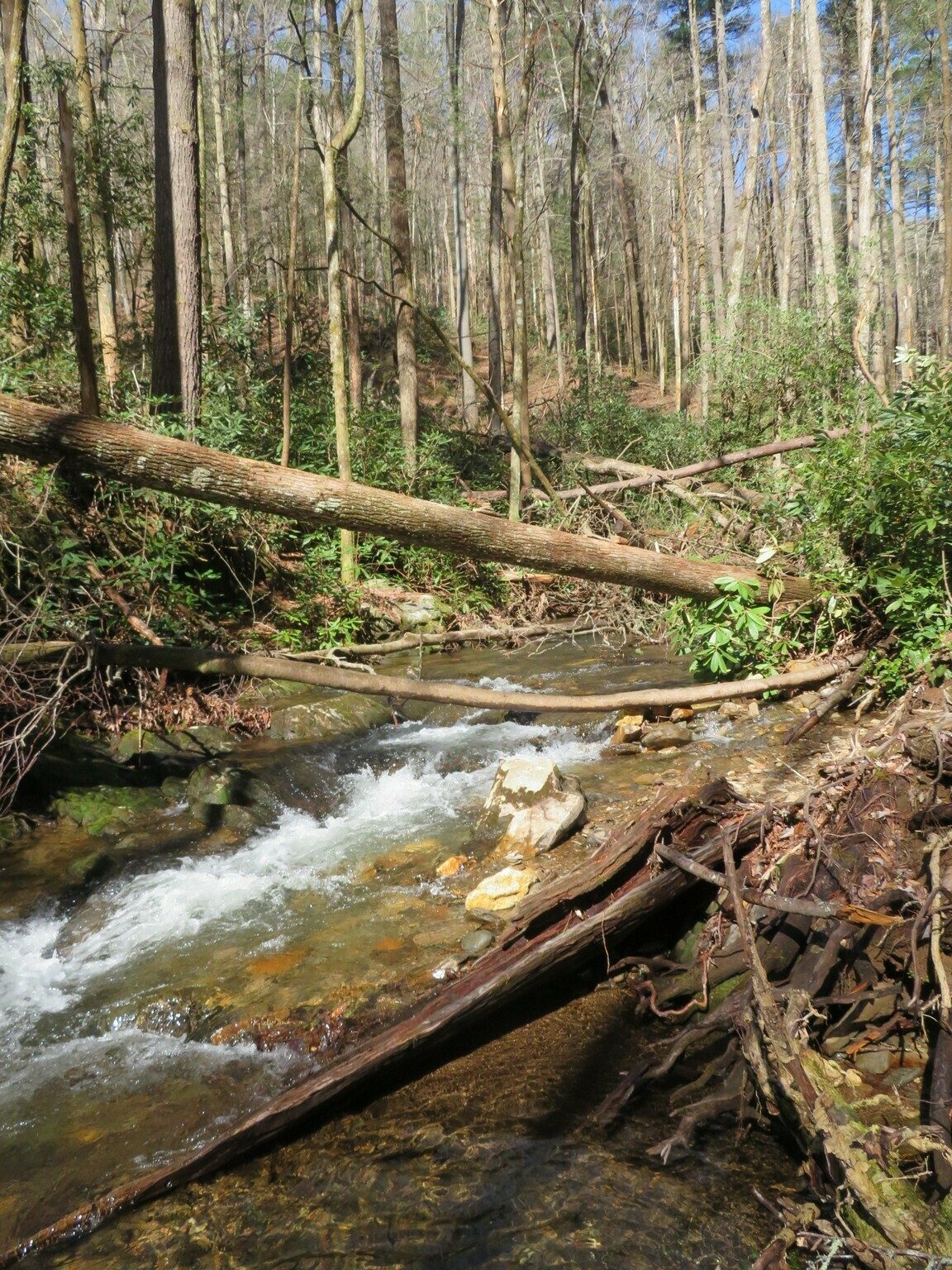 However, there was a significant amount of blowdown on Dodds Creek along our hike.