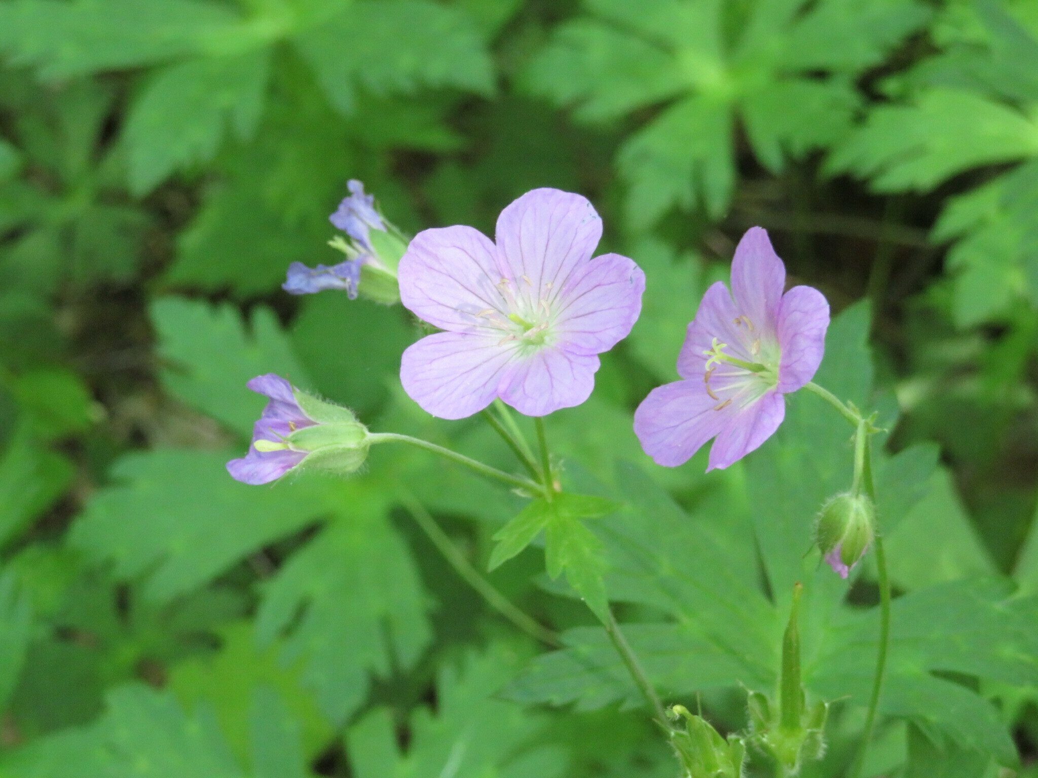 Wild Geranium (Geranium maculatum)