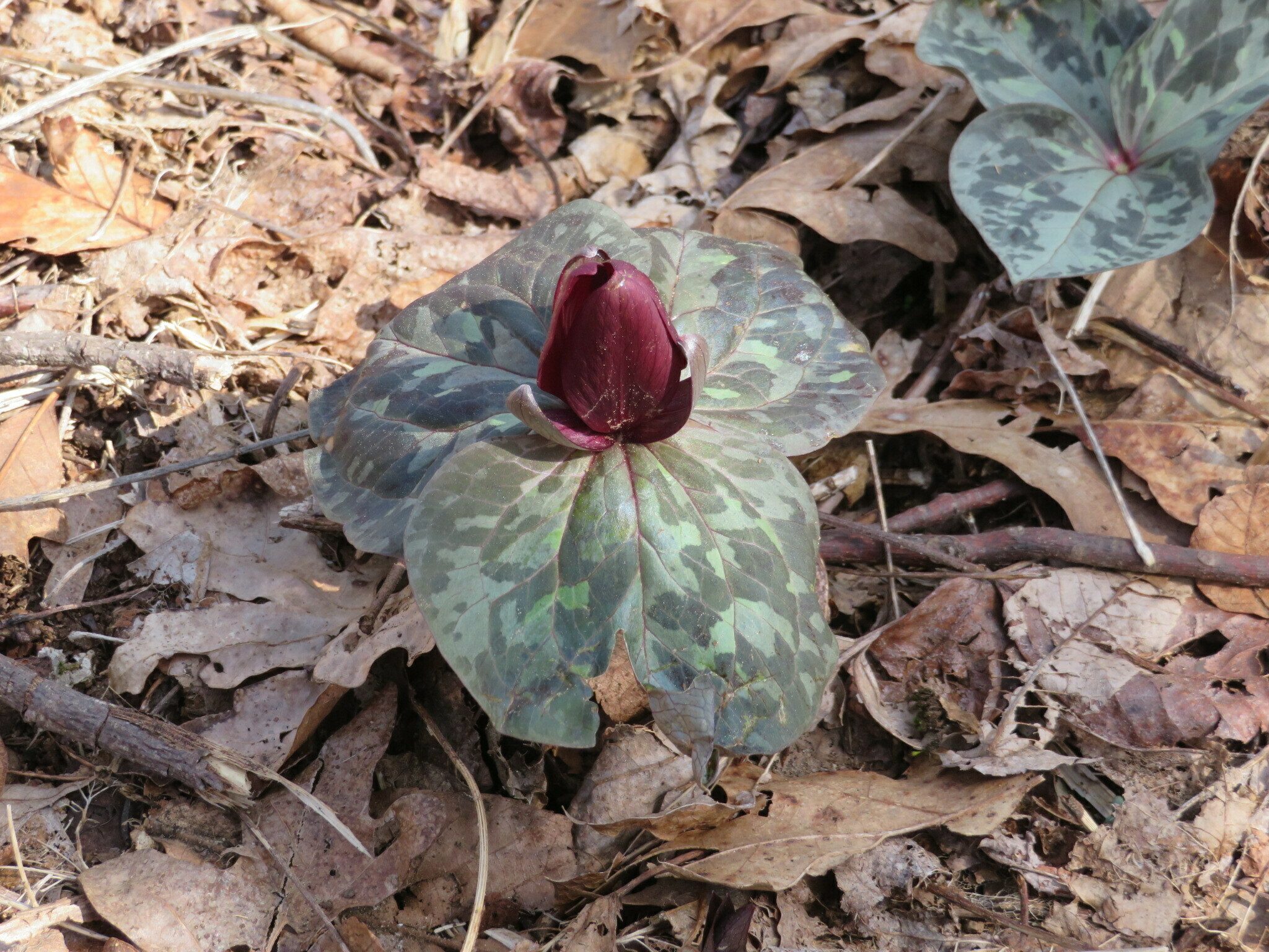This toadshade trillium is showing a bit more color.