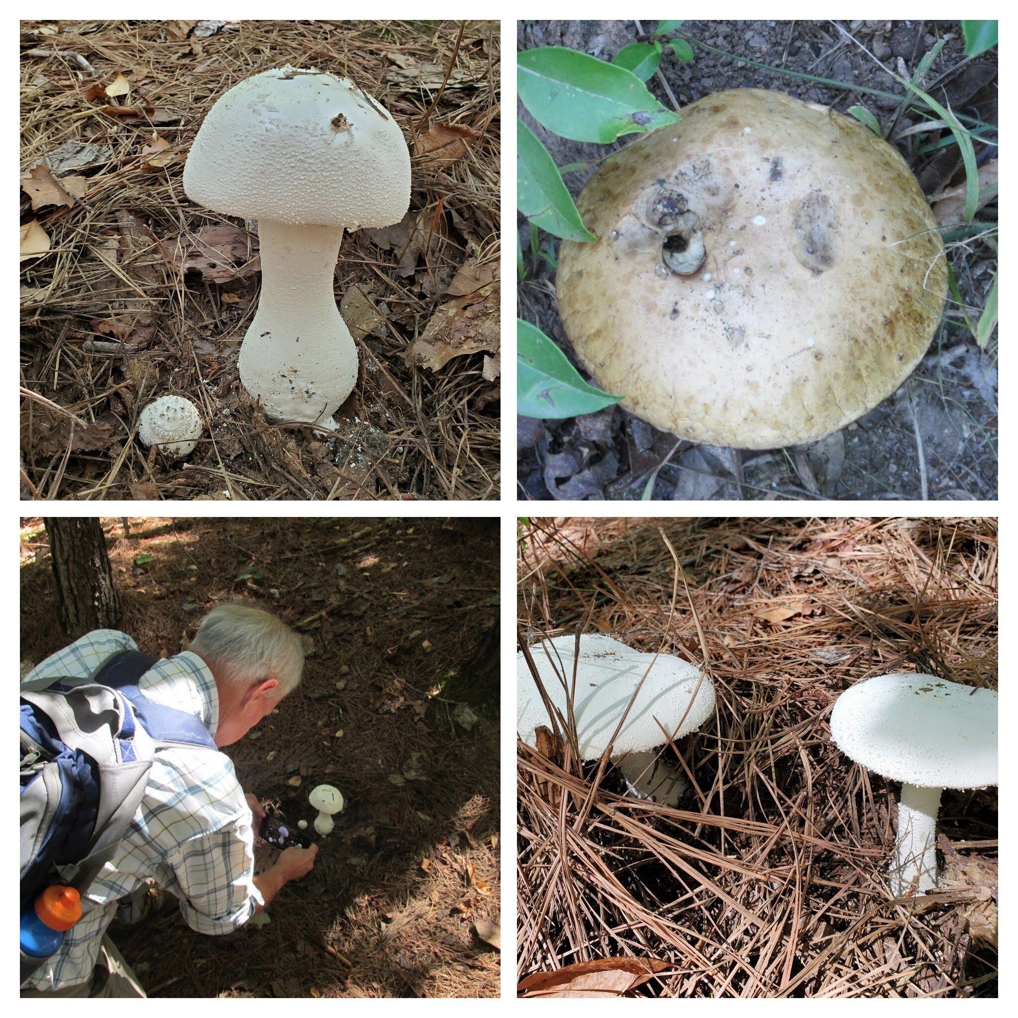 Not a lot of mushrooms today!  Too dry, I guess.