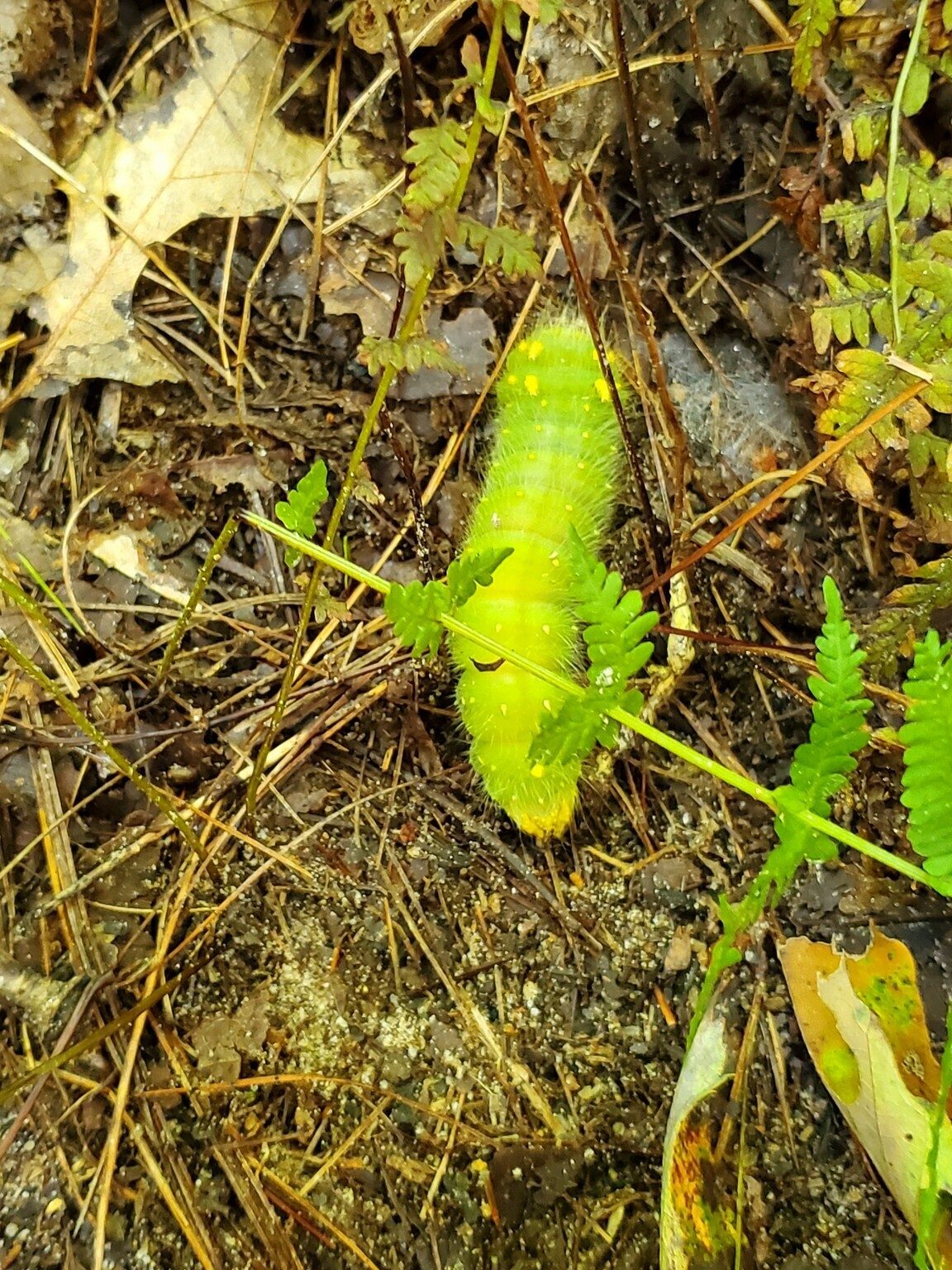 "Critter of the Day," Imperial Moth caterpillar.