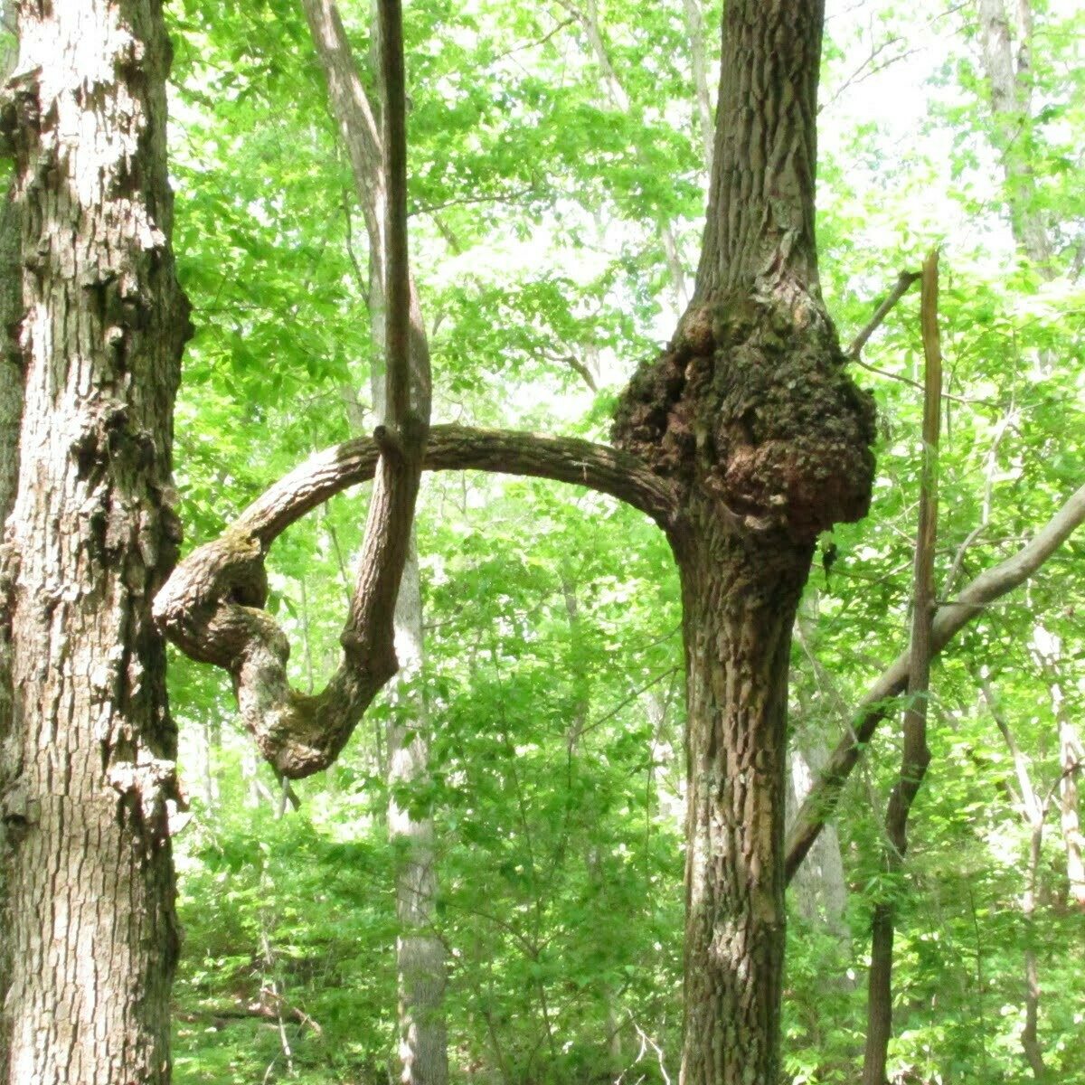 Can't explain this tree growth!