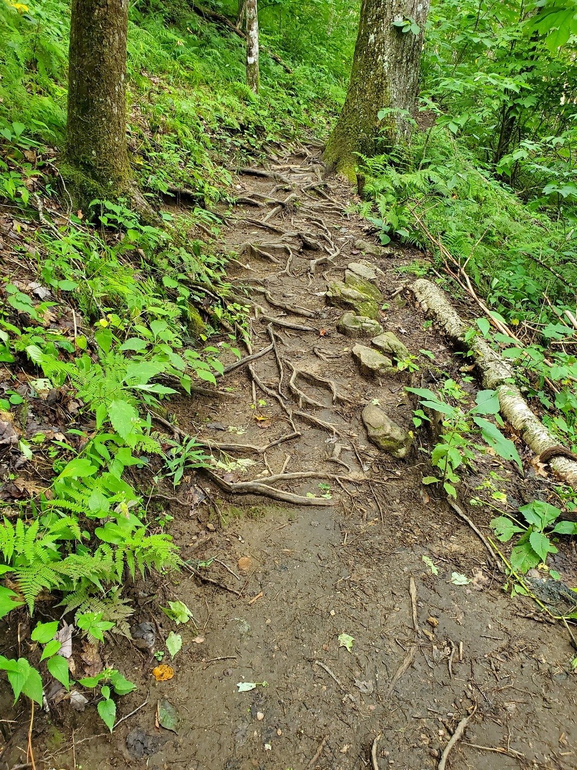 Typical rooty section of the AT on the first mile.