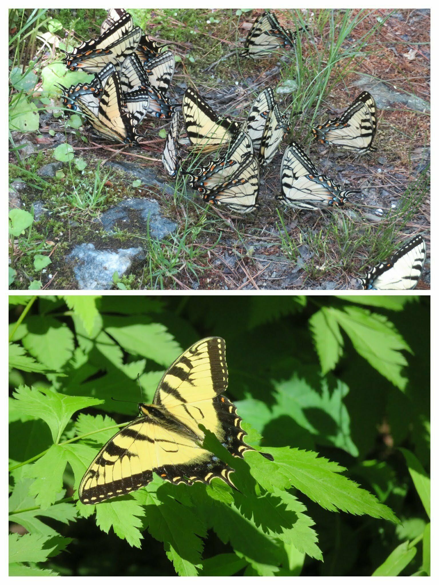 Just a small sampling of the numerous Tiger Swallowtail Butterflies seen on the north side of Wolf Creek