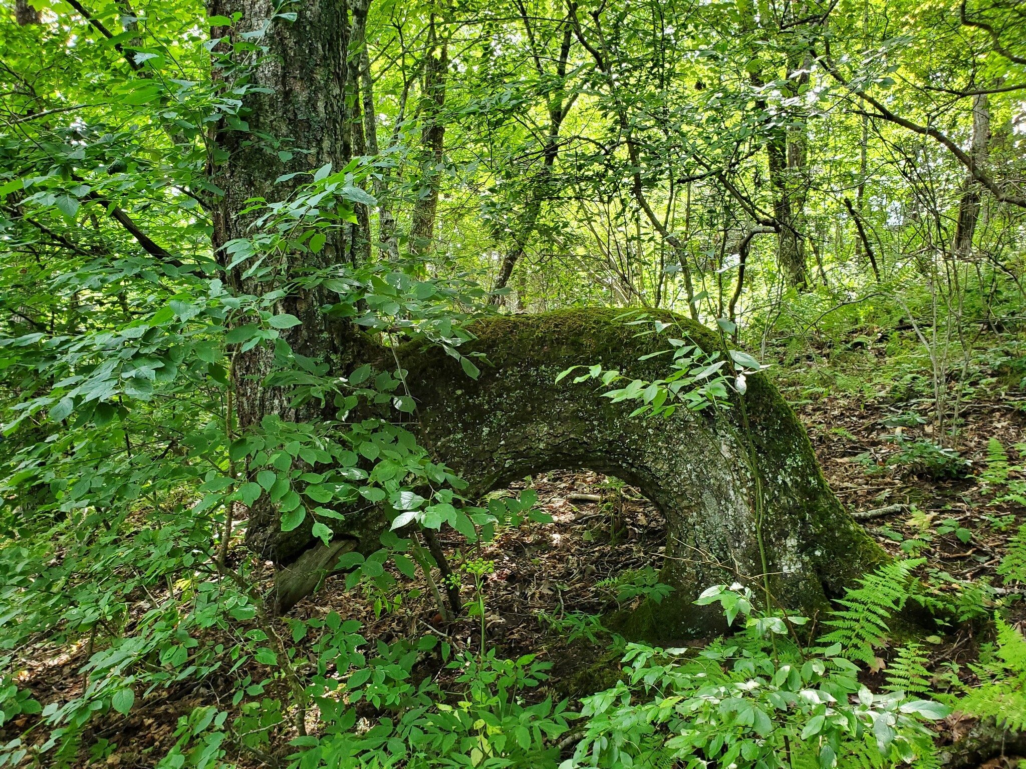 Looks like, but most likely not, an Indian pointing tree. . .  Right Heather?