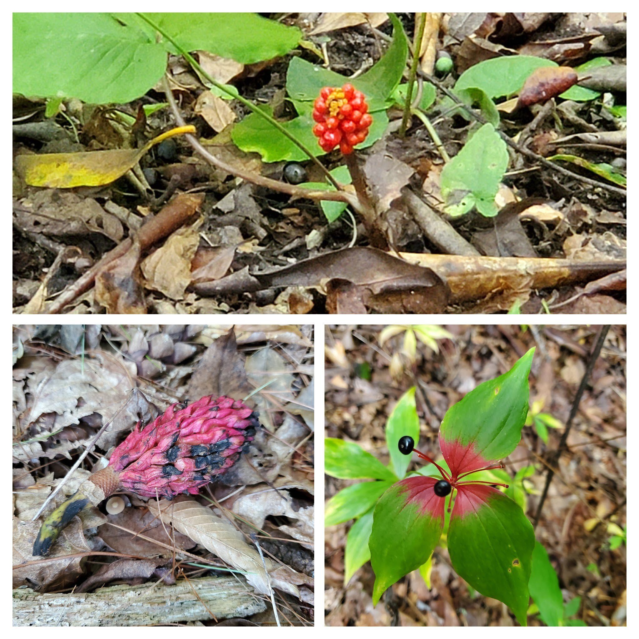 Cannot forget the colorful seeds today.  The top photo is the seed pod of a Jack-in-the-Pulpit.