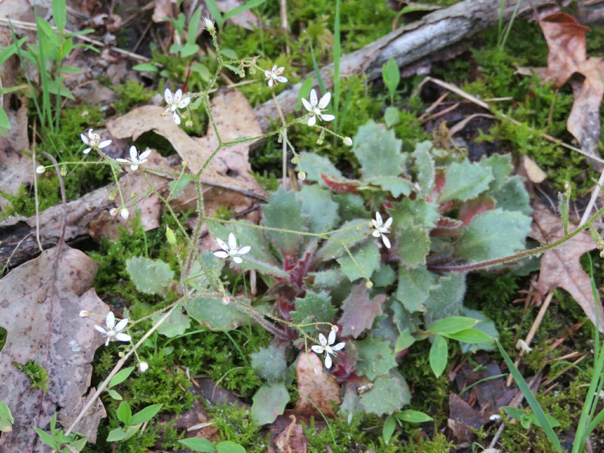 Michaux's saxifrage (Saxifraga michauxii)