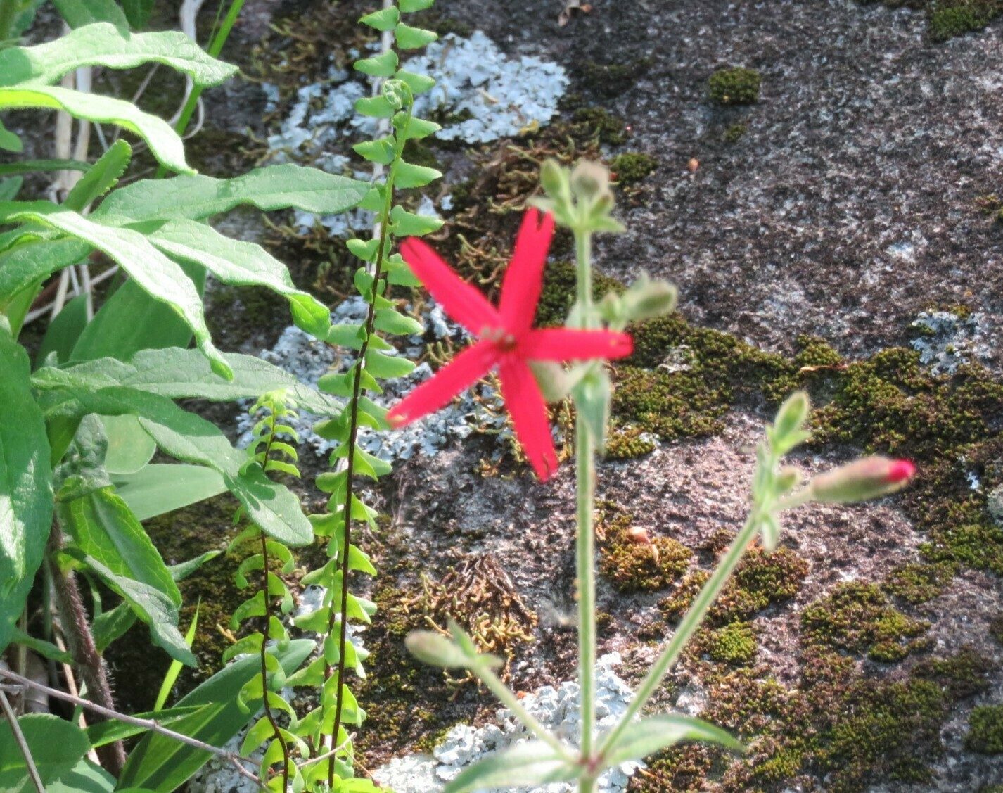 This solitary Fire Pink (Silene virginica) was a surprise.