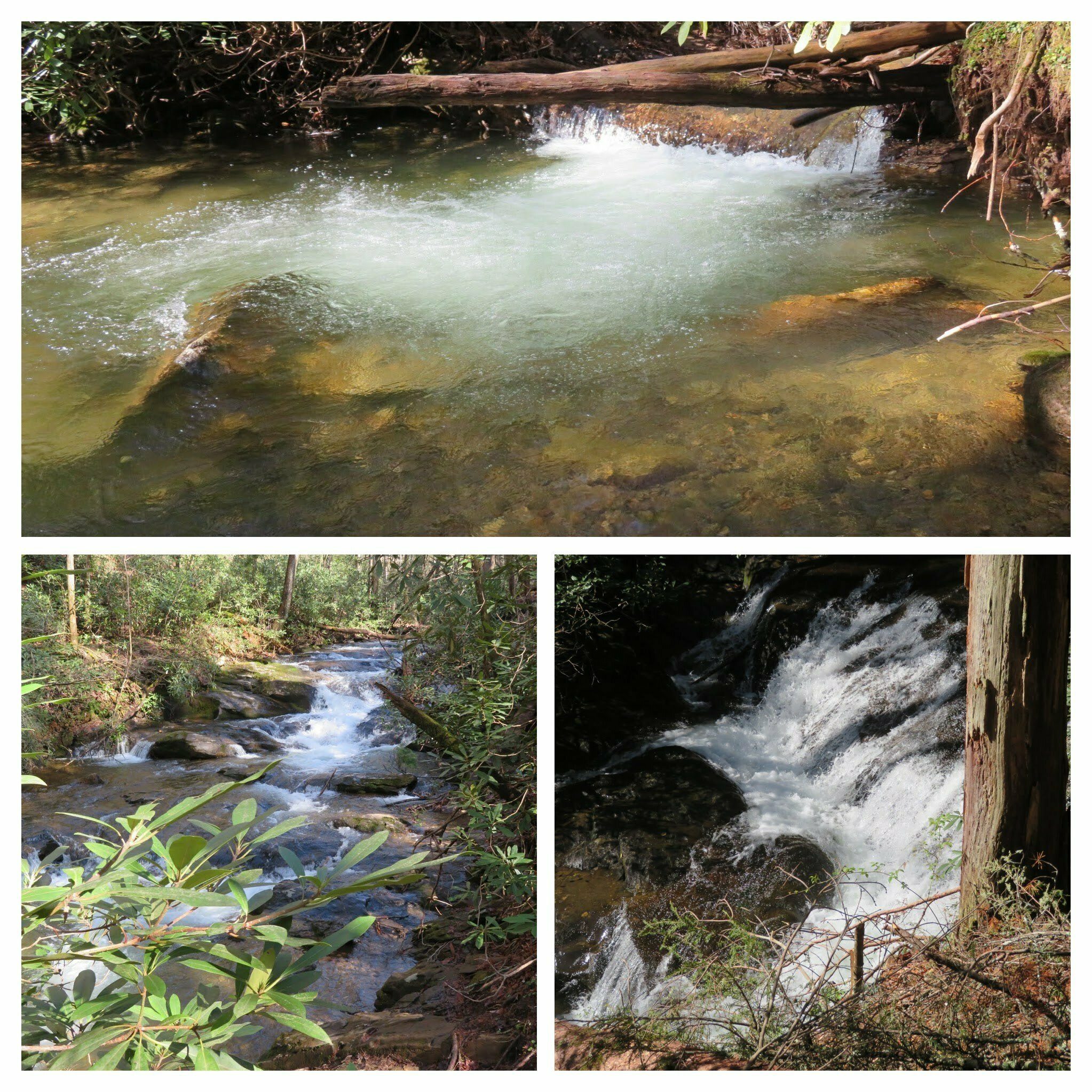 Just so much beautiful water along Dodd Creek.