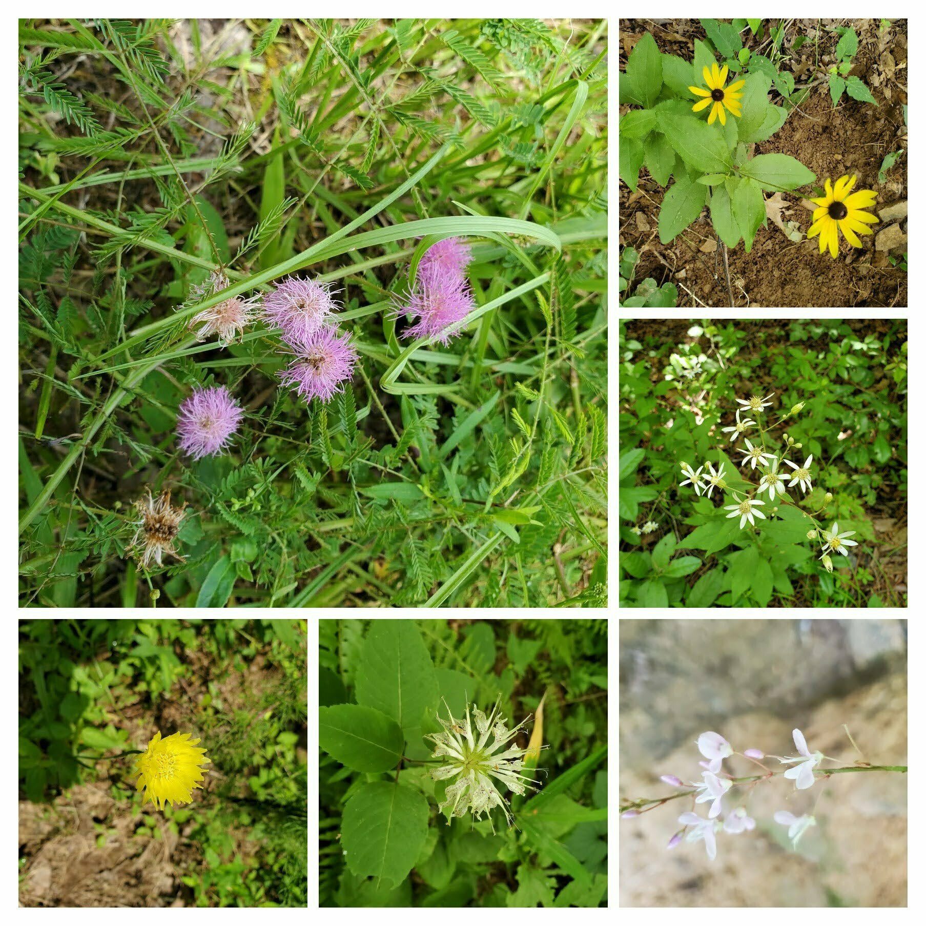 There were other sporadic clumps of wildflowers along the trail.