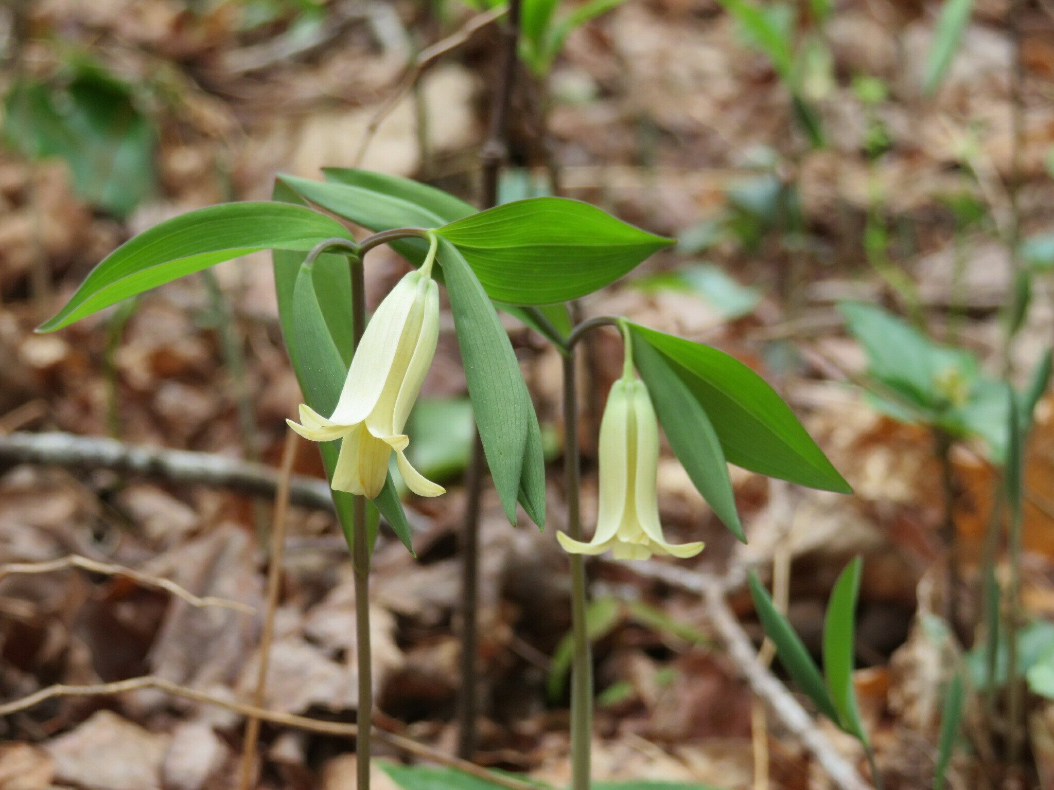 Small Bellwort (Uvularia sessilifolia)