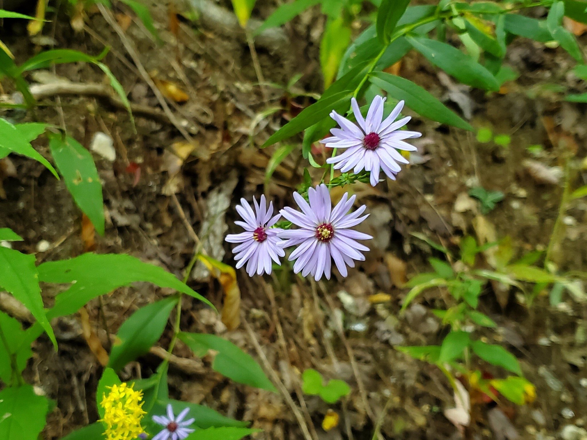 Lots of Common Blue Wood Aster along this trail.