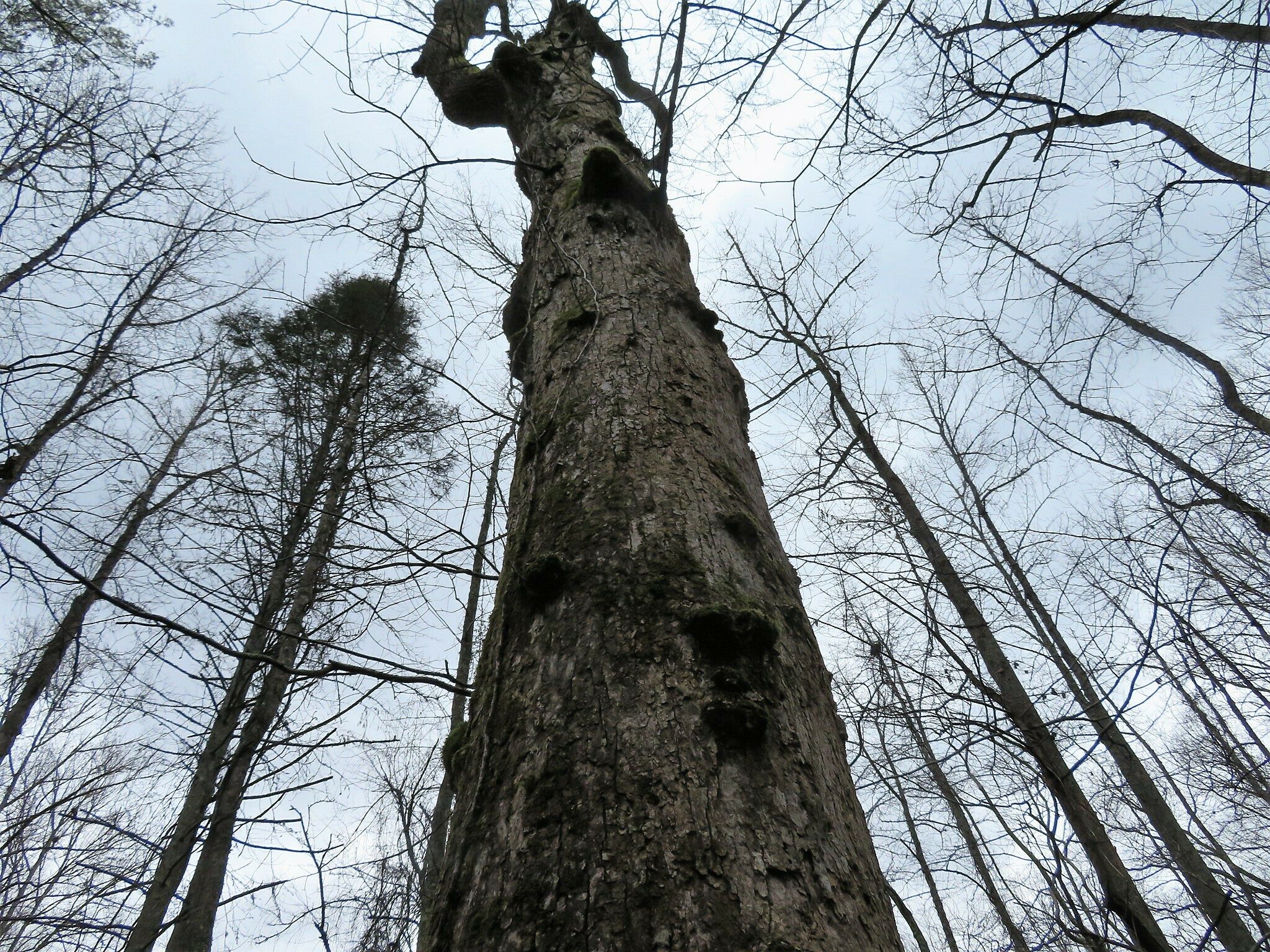 One of those gnarly trees with character.