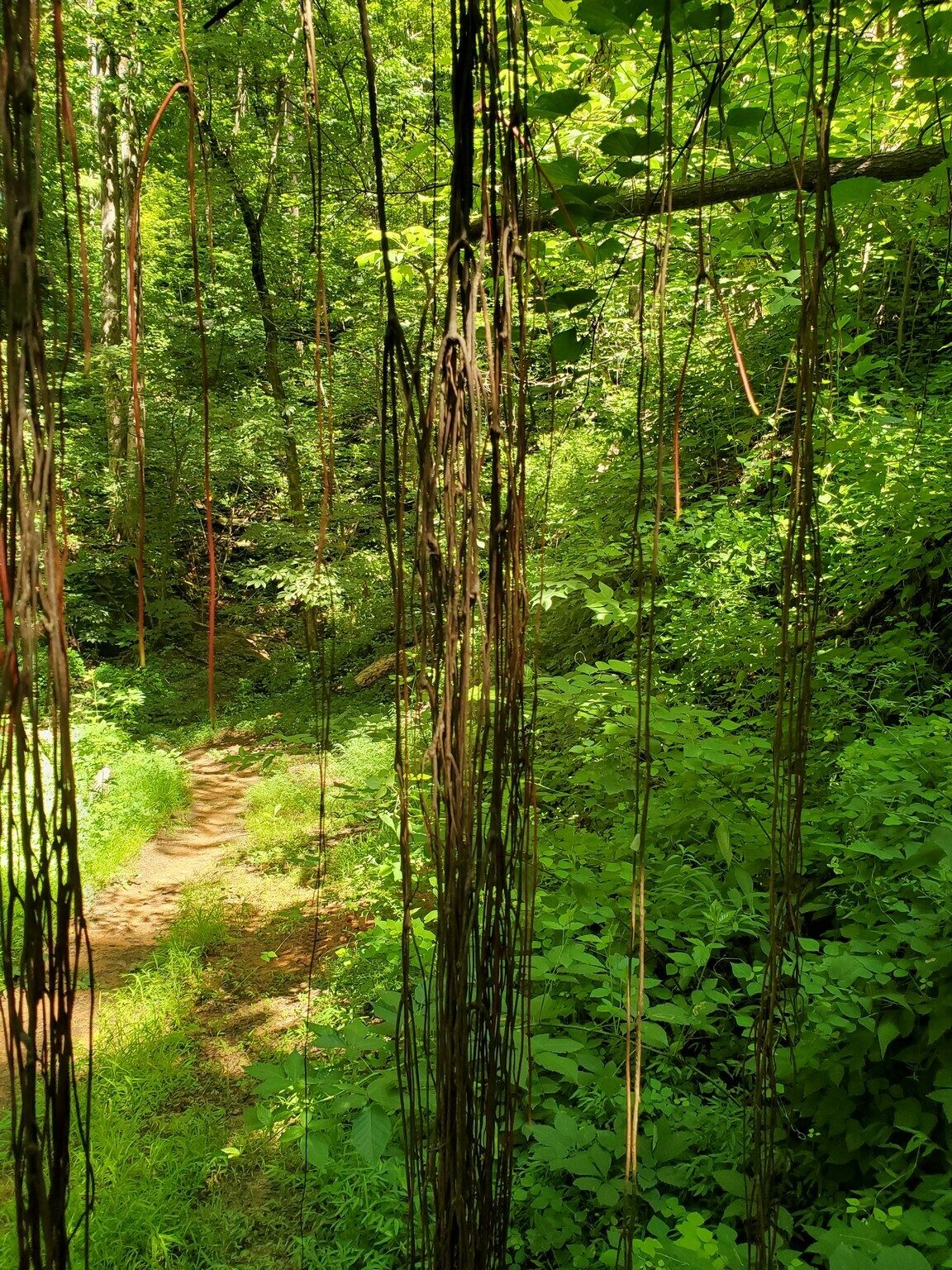These aerial roots from a partially downed Muscadine vine created a curtain across the trail.