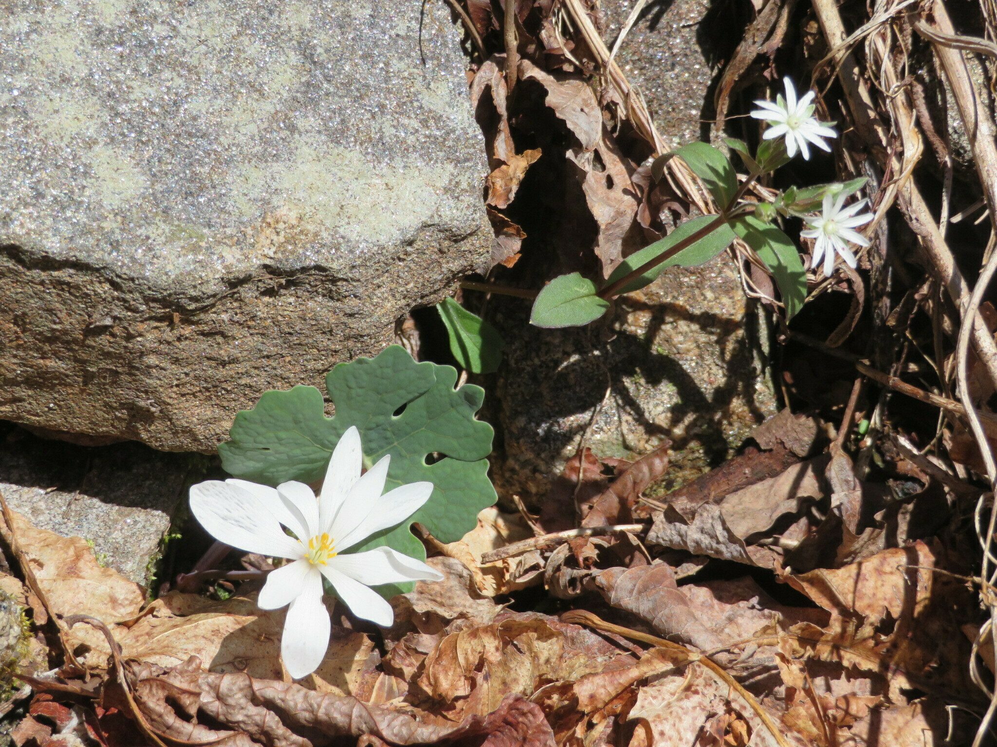 Bloodroot with Star chickweed in the background.