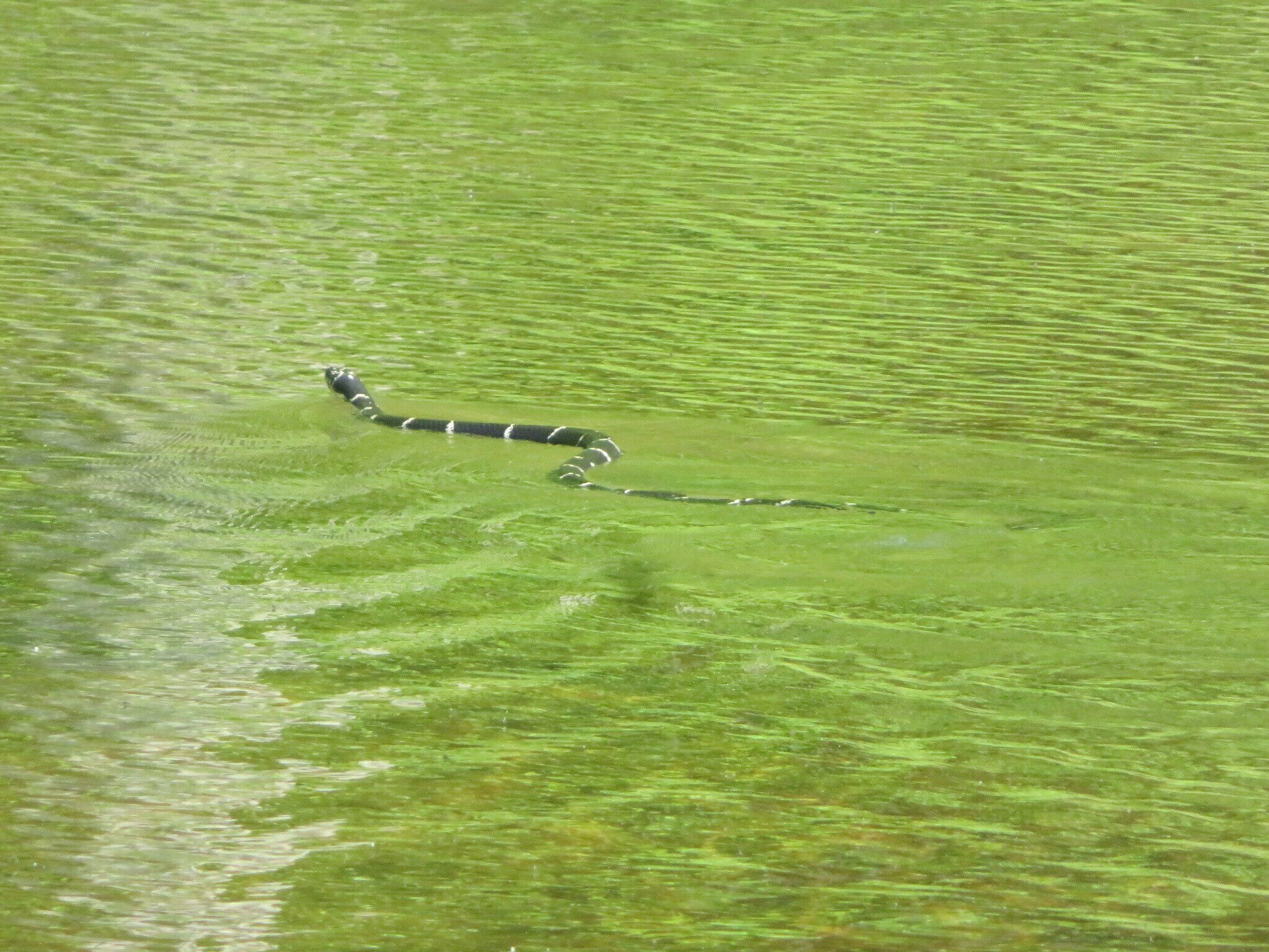 One of the critters we spooked up.  We believe it to be a large Eastern Kingsnake.