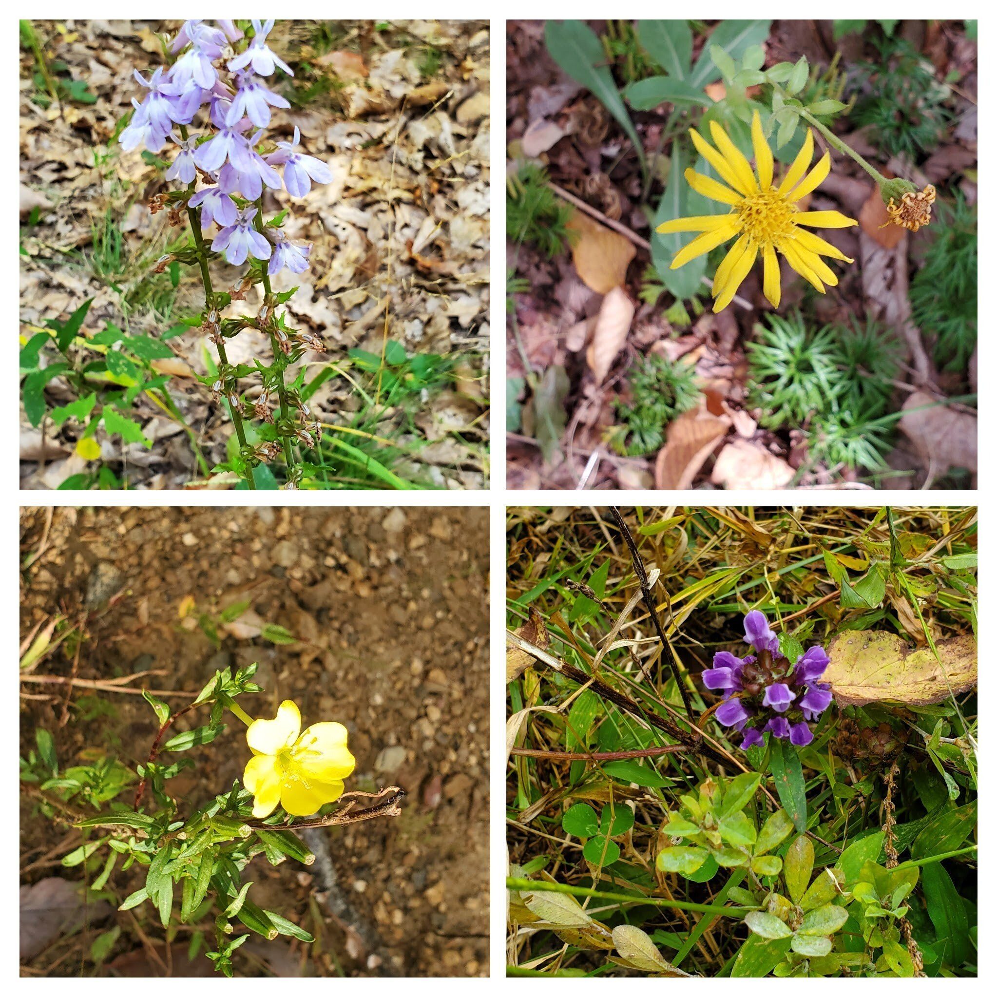 Other wildflowers seen today. Upper right, a Goldenaster ???