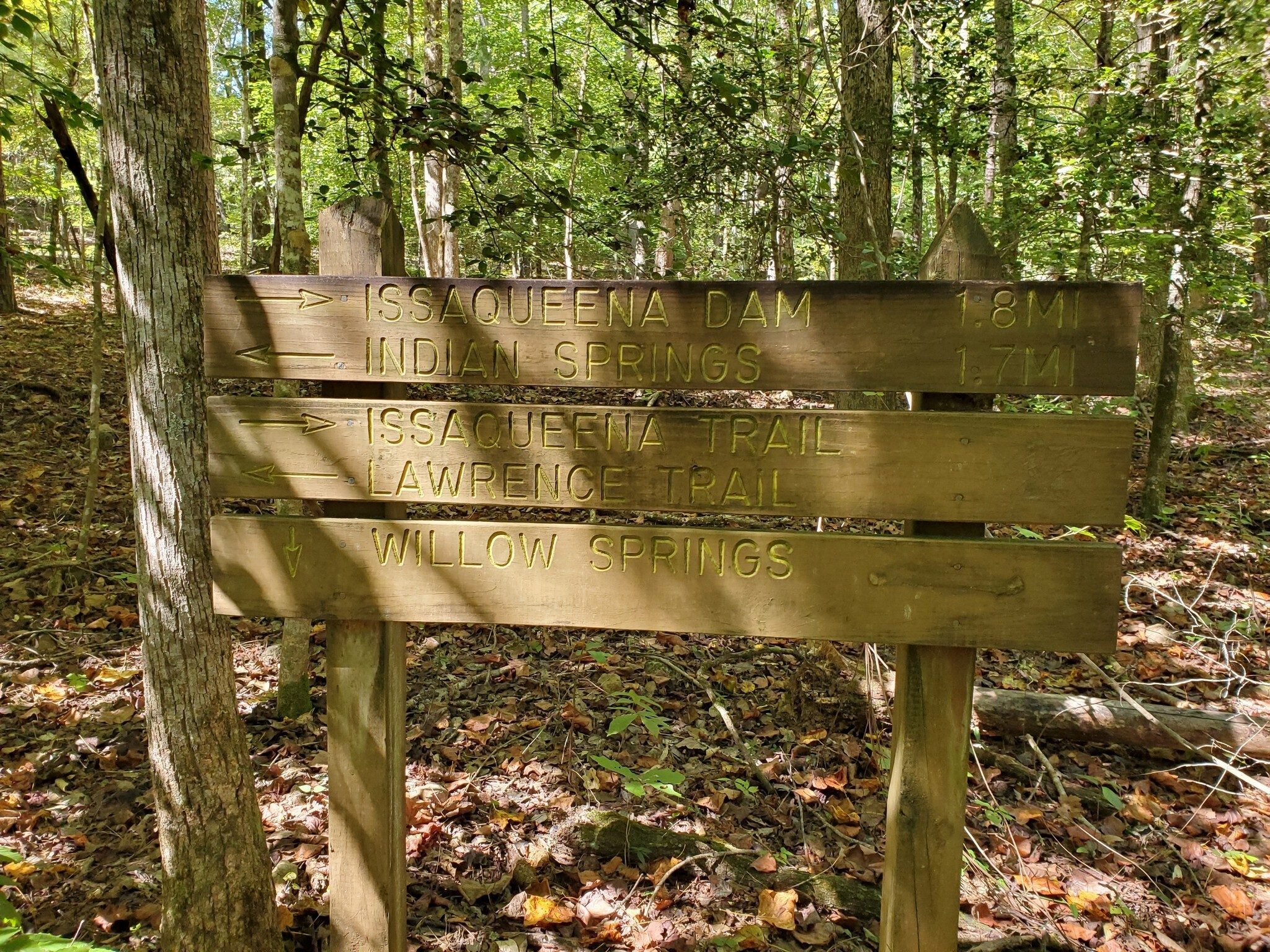 Yep, lots of trails in this section of the forest.