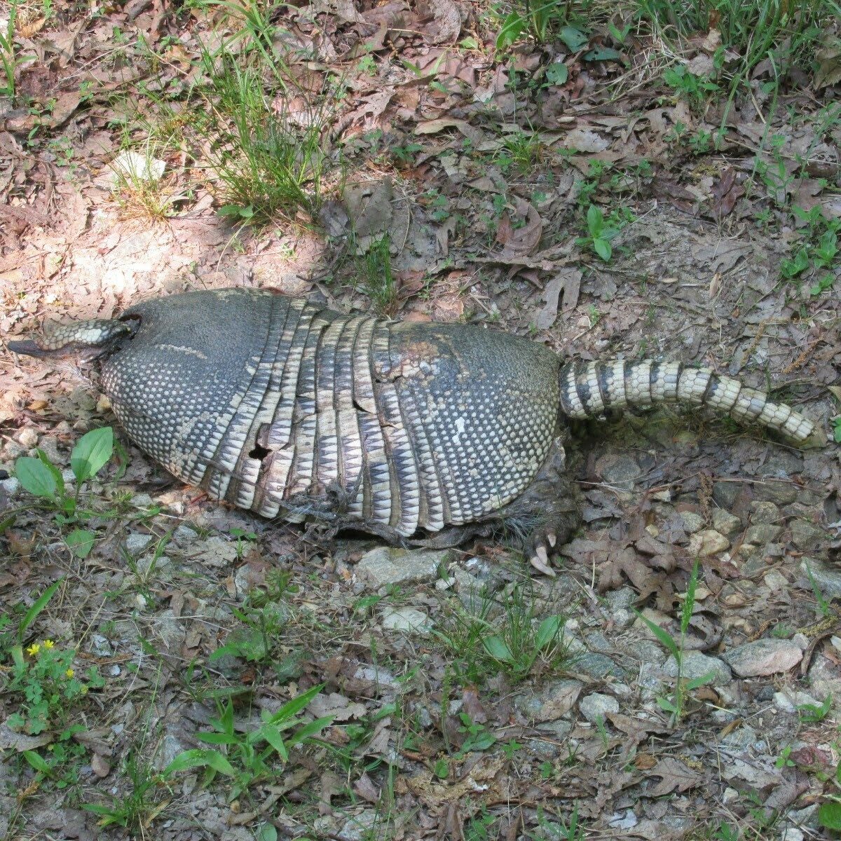 This deceased armadillo would bring a smile to Vic Robson.