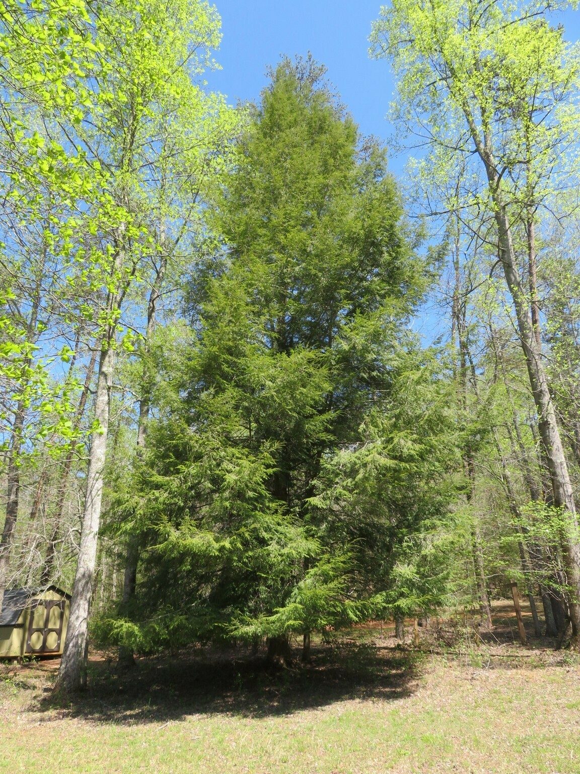 A surprise to see this very large Hemlock without Wooly Adelgid infestation.  We did see some tagging on trees indicating some were being treated.