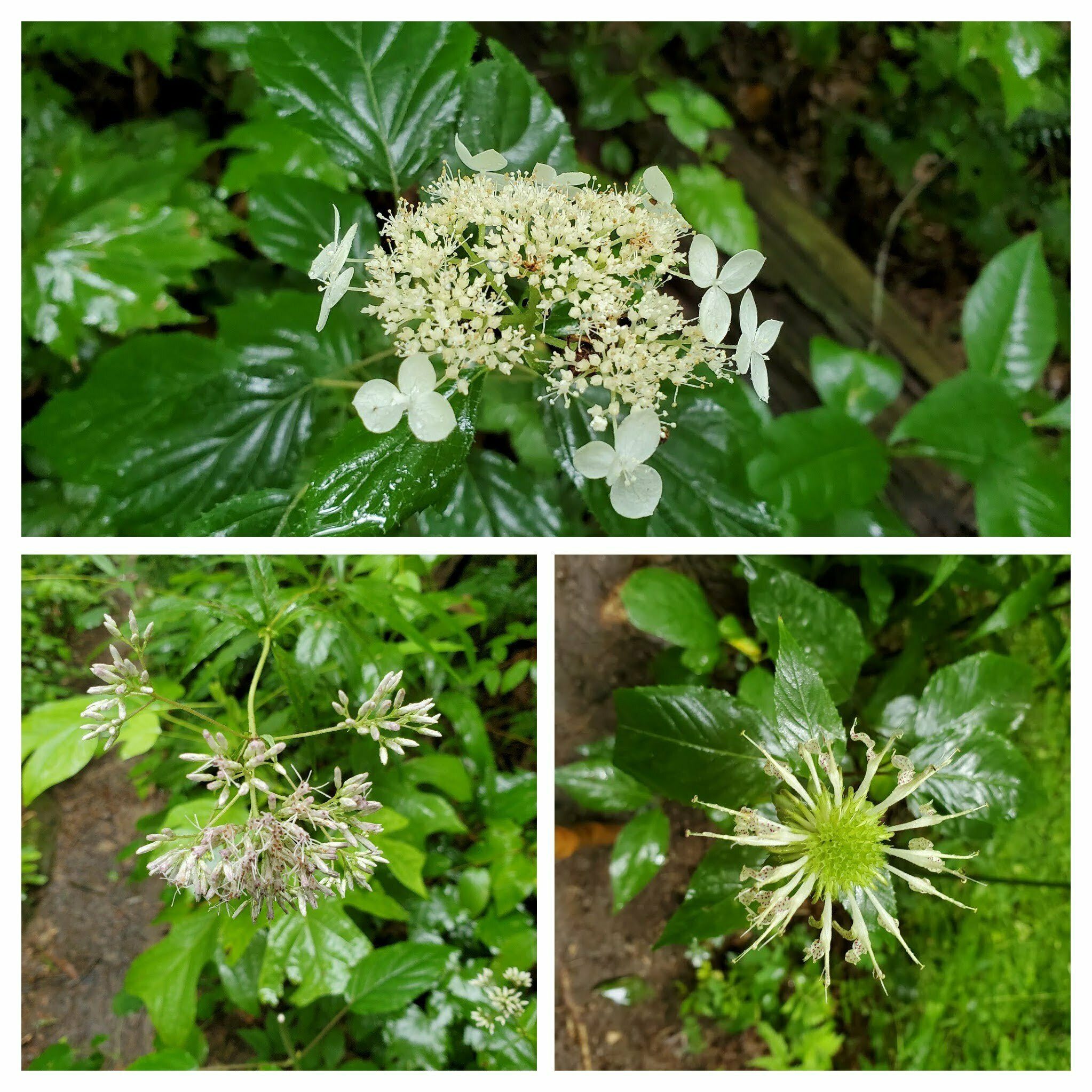 Just a few other wildflowers seen today after a brief shower on our way back.
