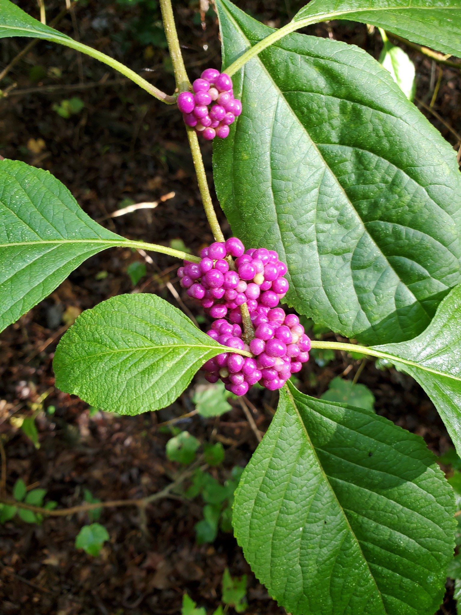 Beauty Berry seeds seen in a small cluster of bushes along the trail.