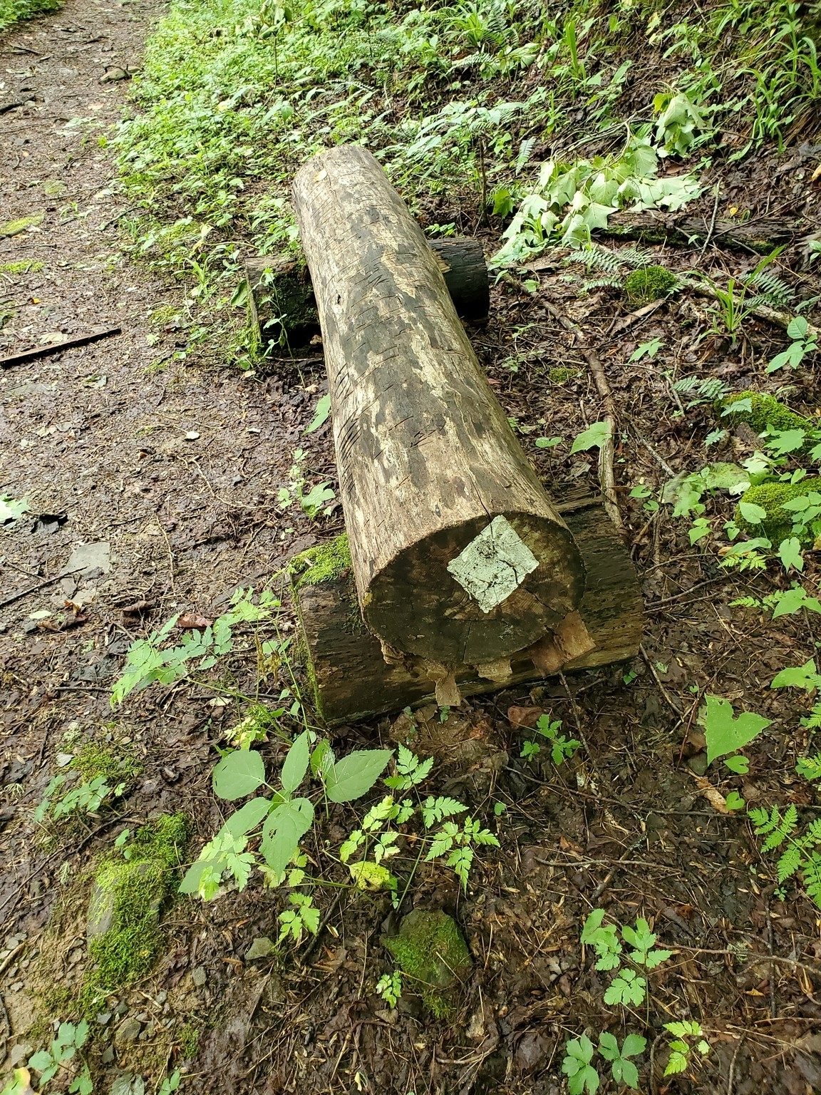 The BMT uses white diamond blazes . . . and even provided this nice bench along this section of the trail.