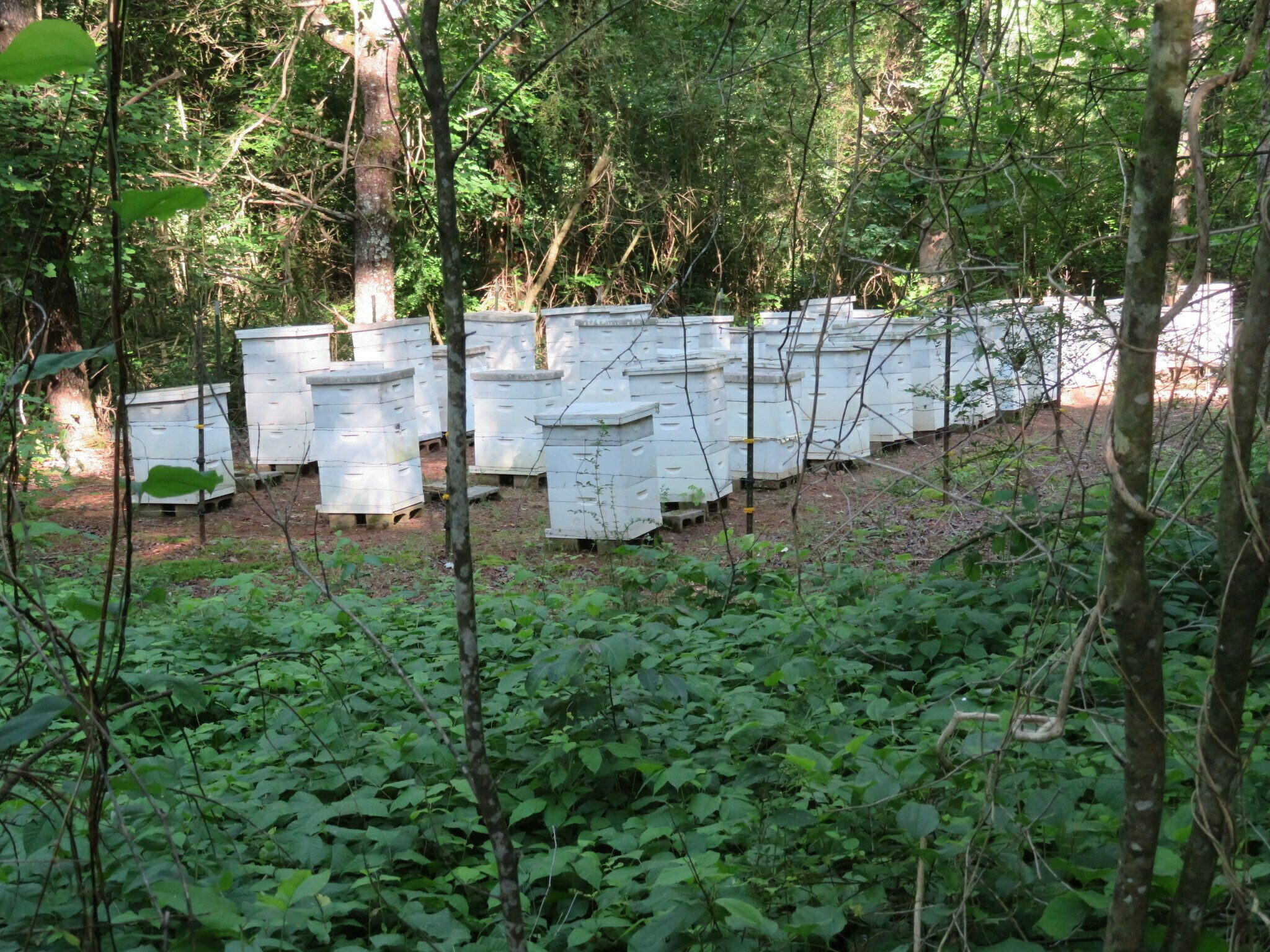 An apiary (also known as a bee yard) along the Tsalaki Trail where beehives of honey bees are kept.
