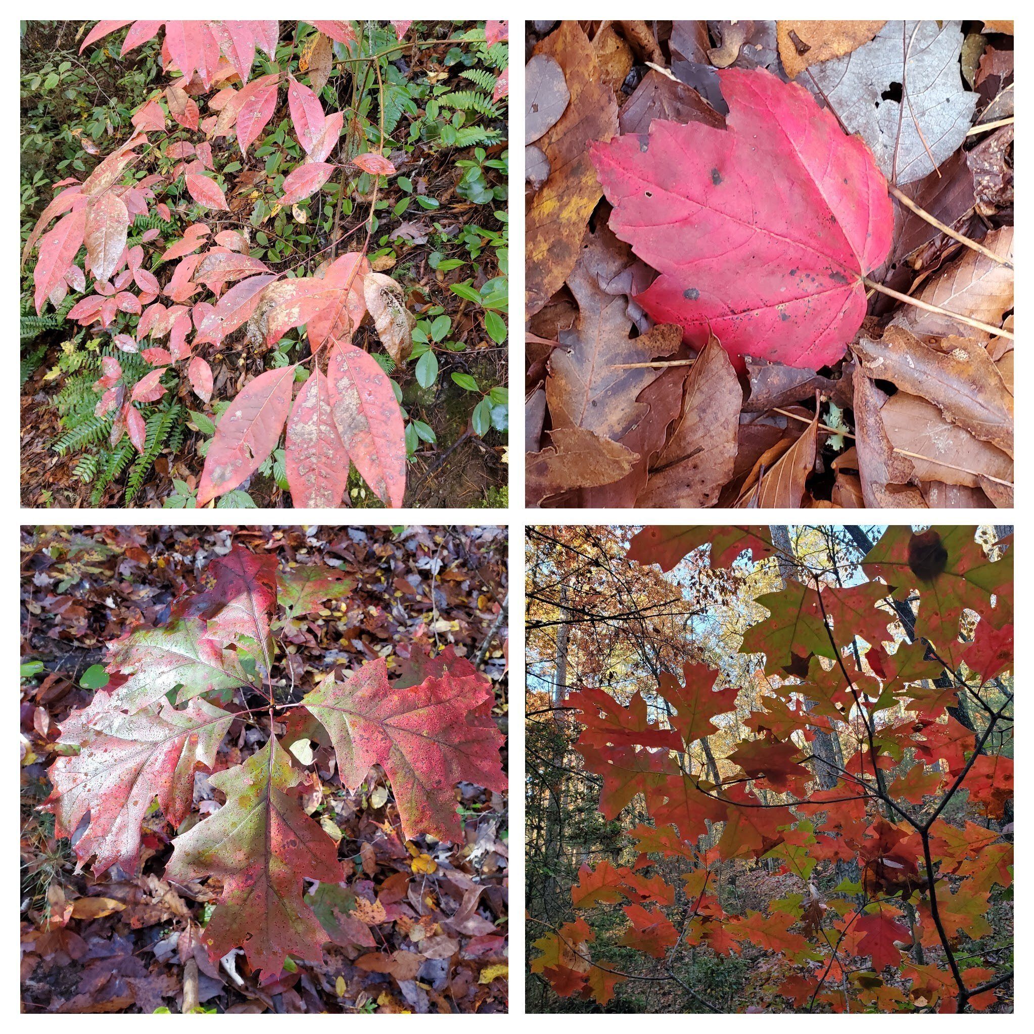 and red . . . .