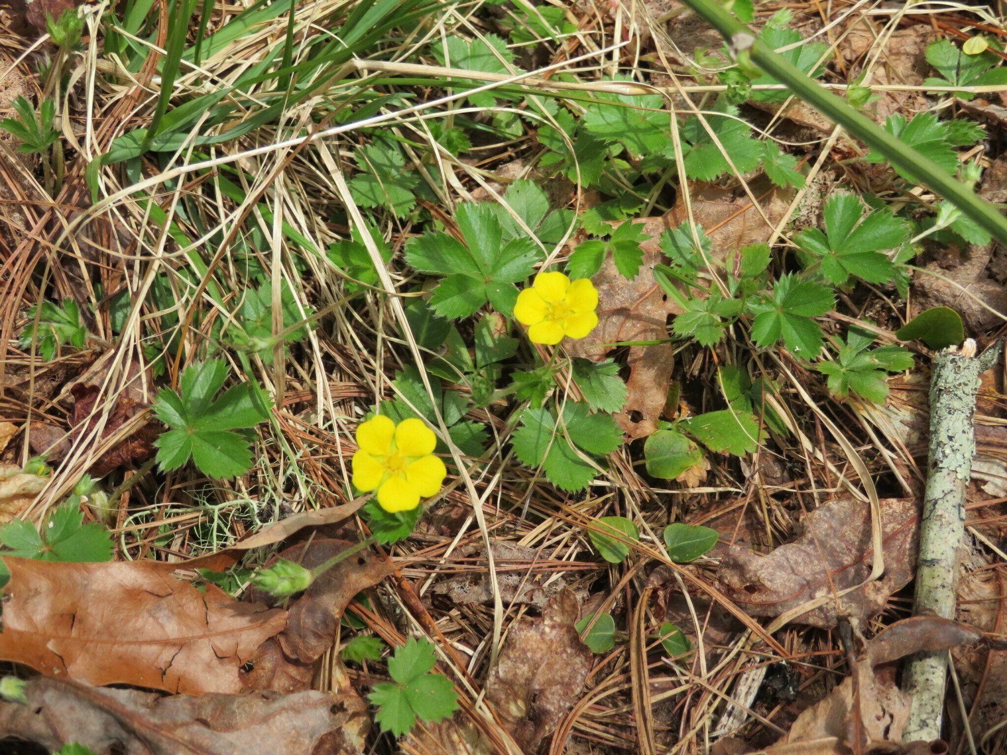 Common Cinquefoil (Potentilla canadensis)