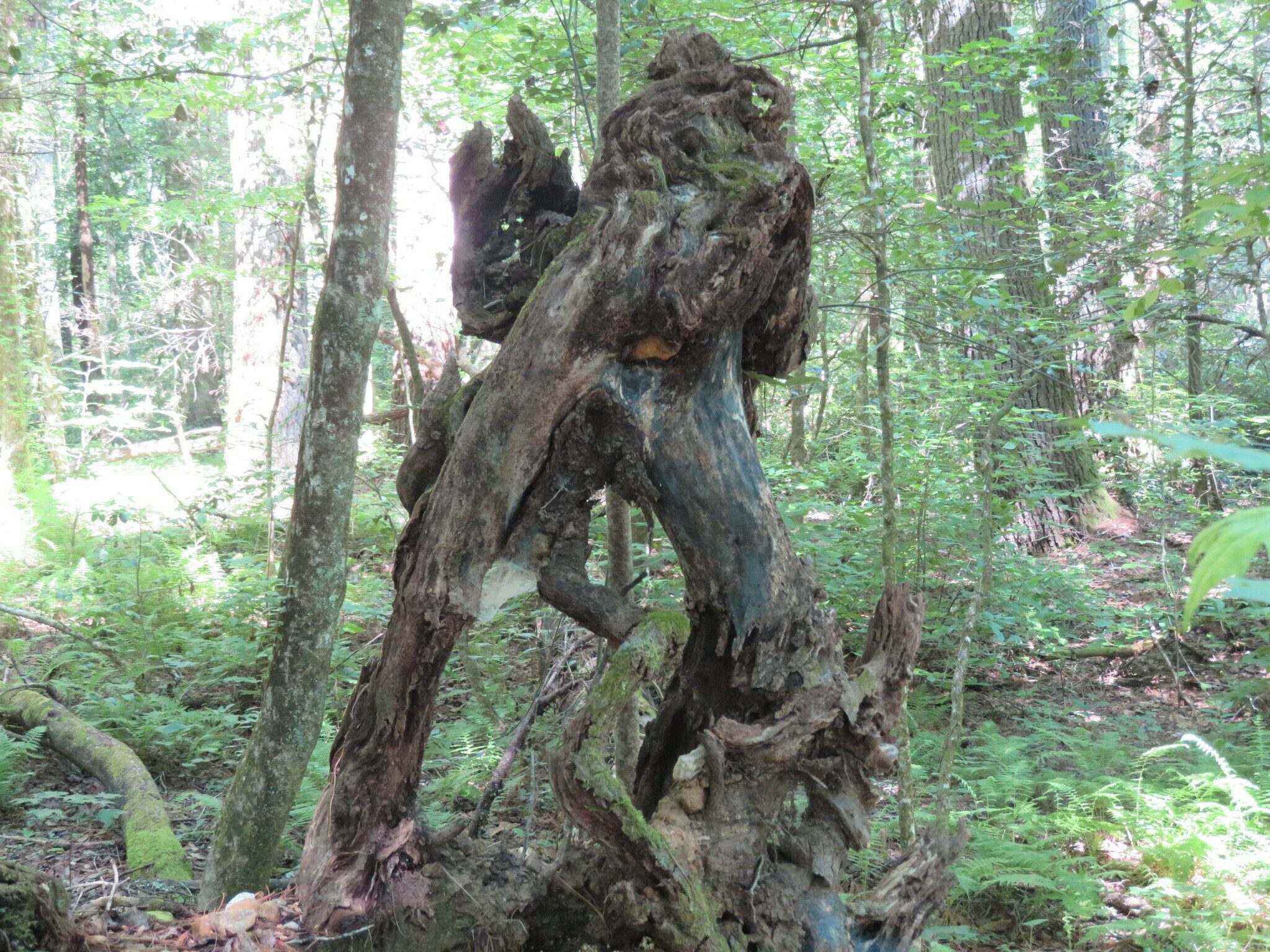 Nature's modern art.