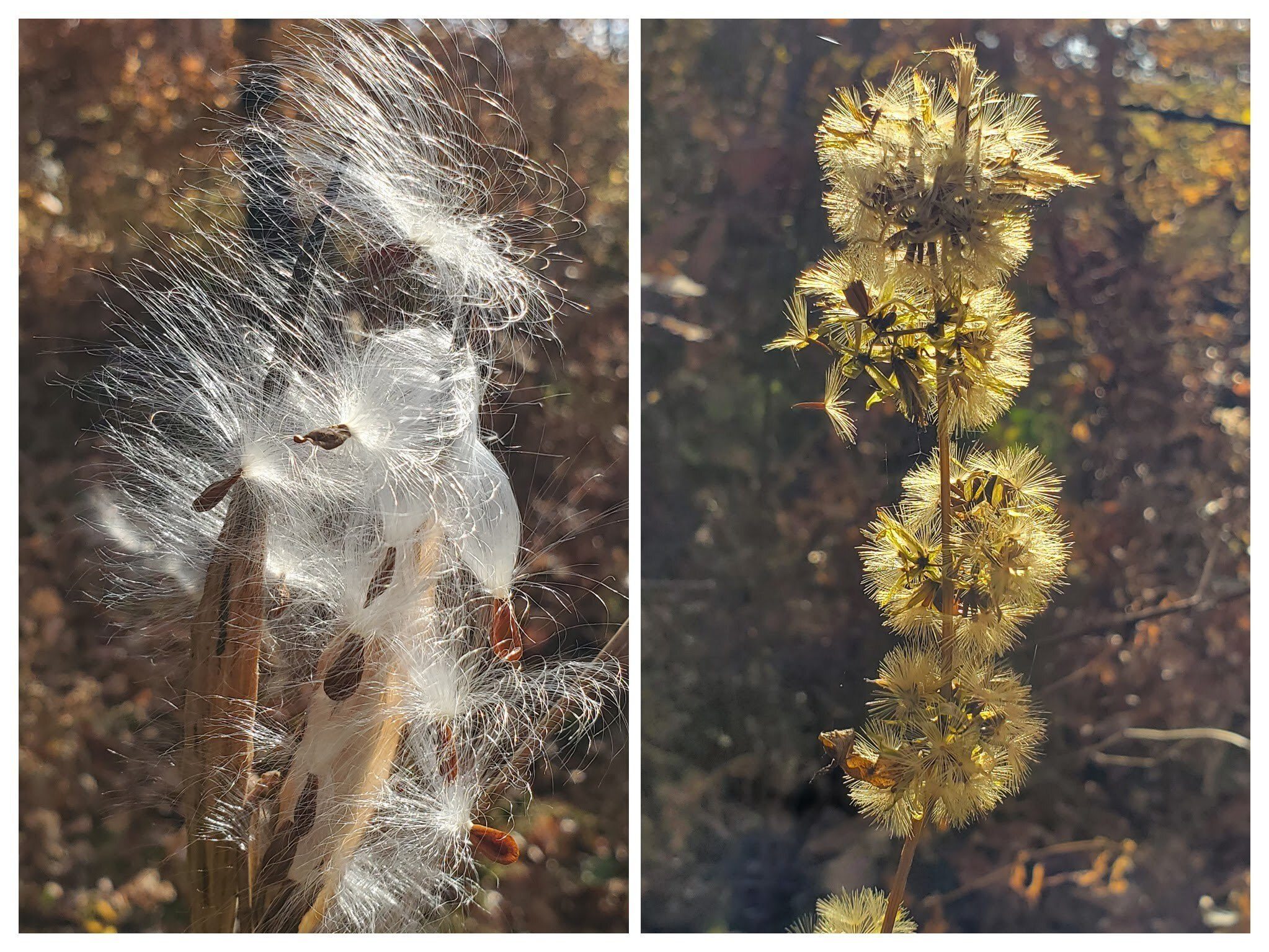 Attractive seedpods catching the morning light.