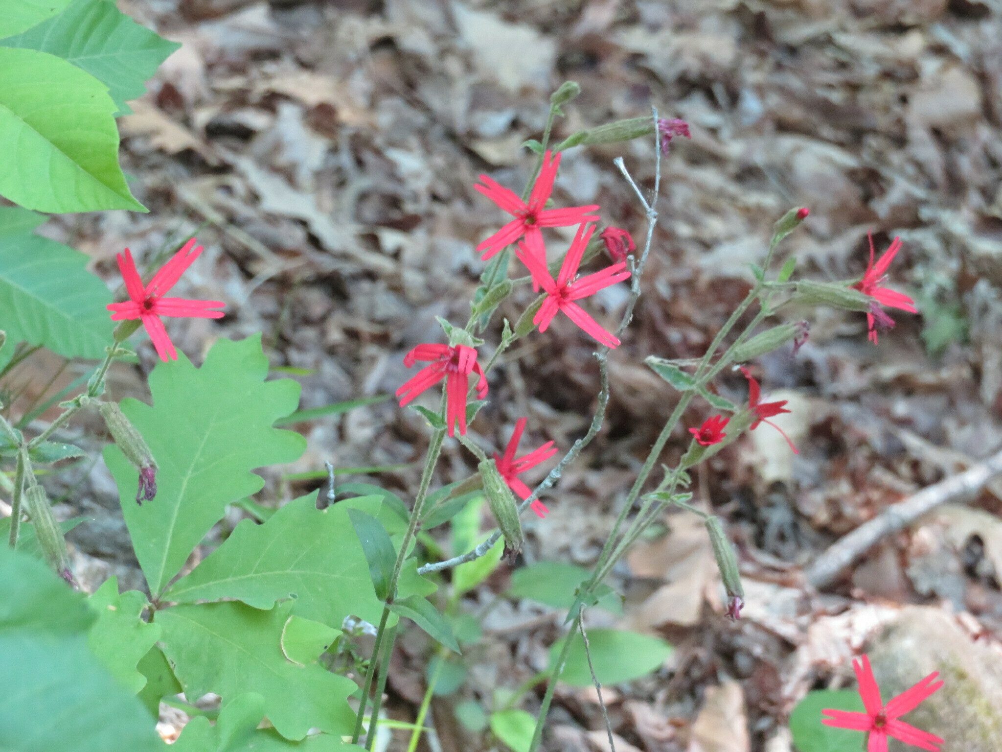 Fire Pink(Silene virginica)