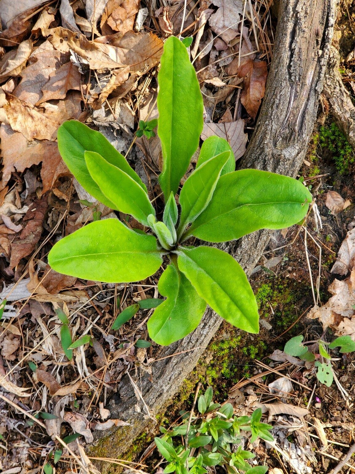 And the mystery plant of the day . . . Wild comfrey (Cynoglossum virginianum), I think?