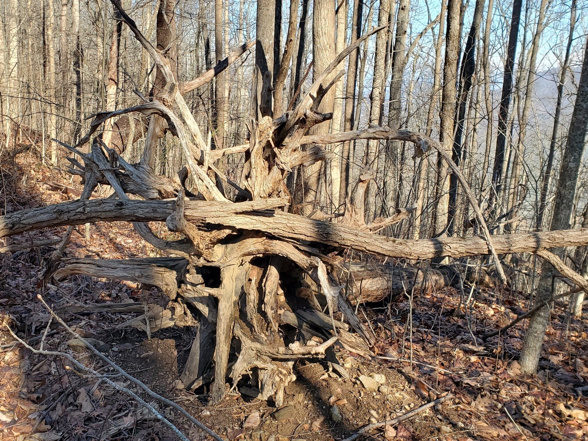 Nature's modern art.