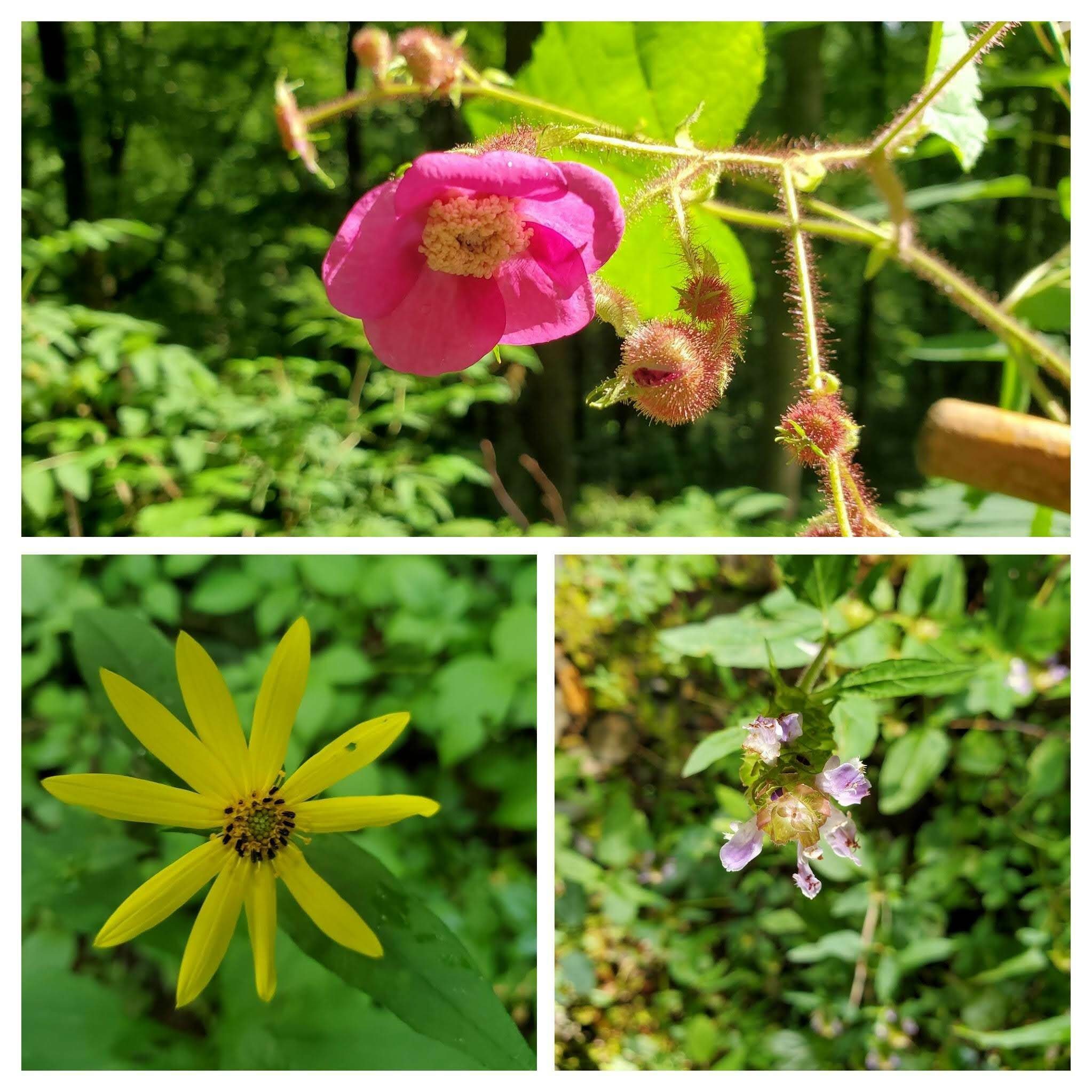 Wildflowers along the Benton MacKaye Trail.