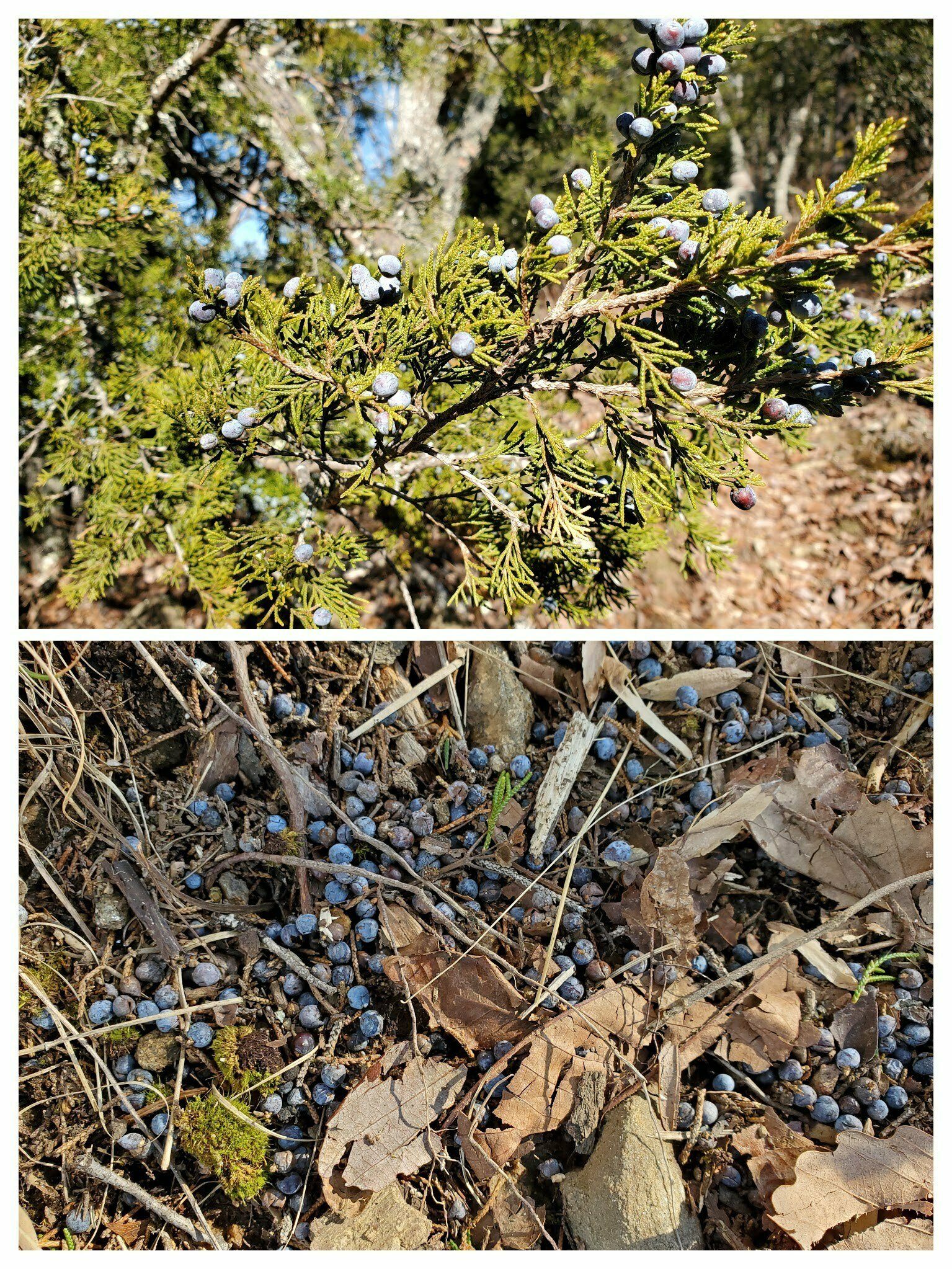 Some cedar berries both on the tree and fallen to the trail from the recent wind storms.  Pretty when there aren't too many other colors along the trail.