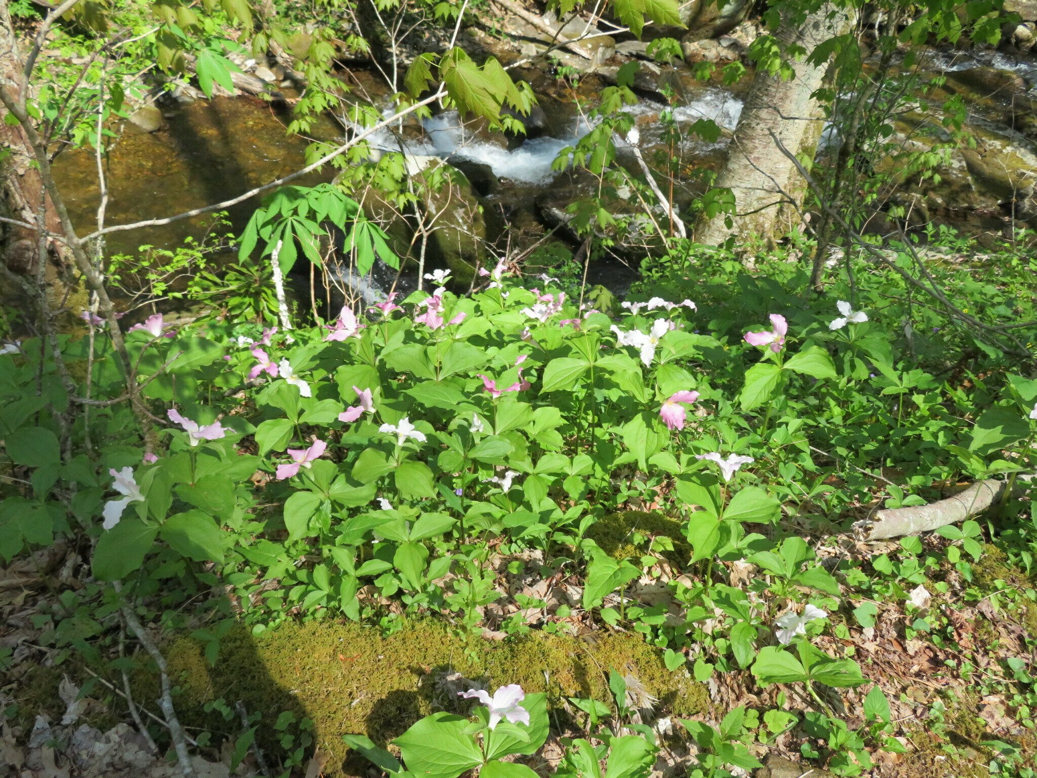 Here's a small patch of White trillium along Kimsey Creek.