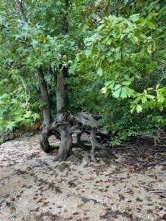 Vic, Renee, Gary, and Linda saw this tree with interesting roots along the shoreline.