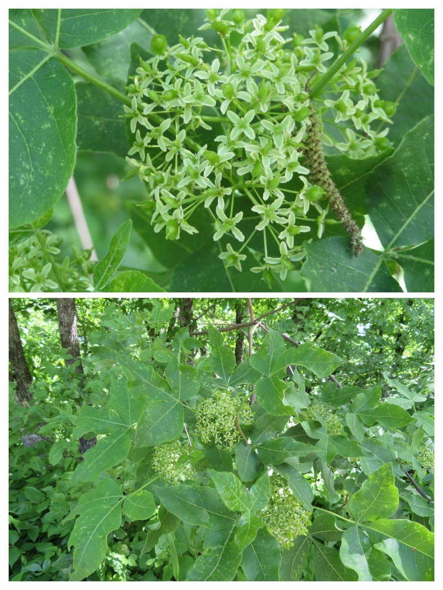 Common Hoptree . . . never heard of such a tree.