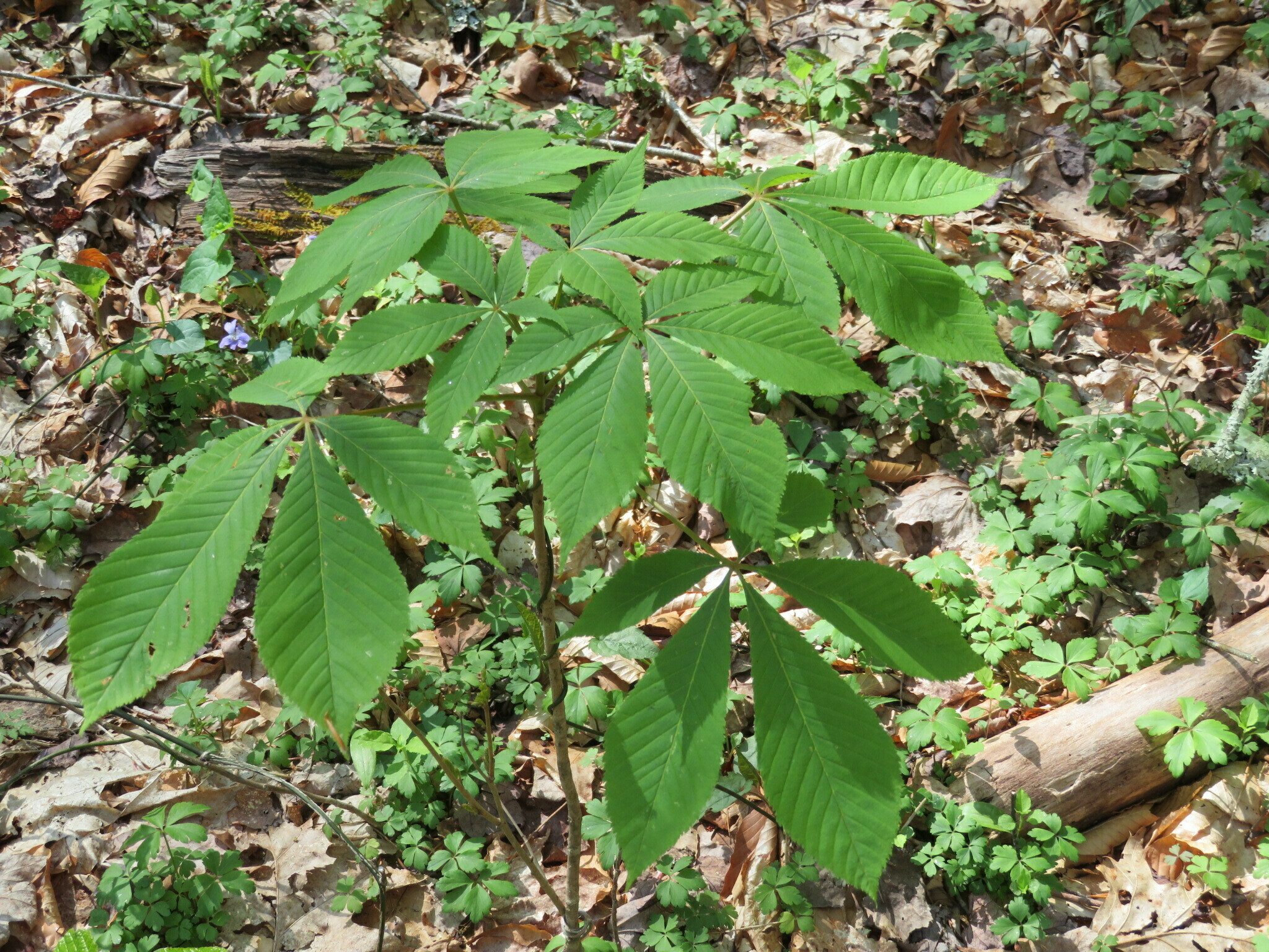 Lots of small Buckeyes on this hike.