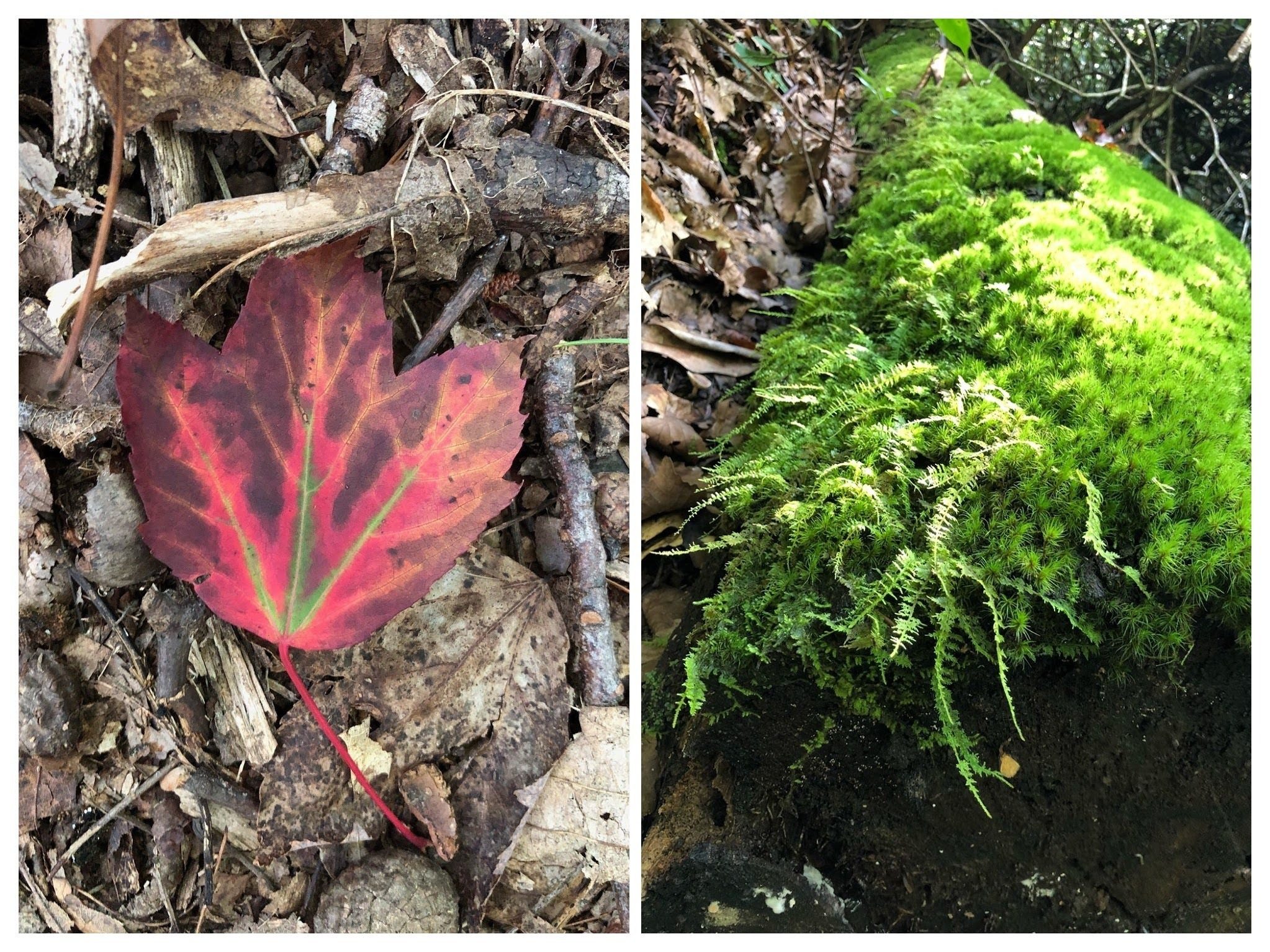 Heather's pics show us there's a lot of beauty to be seen other than wildflowers.