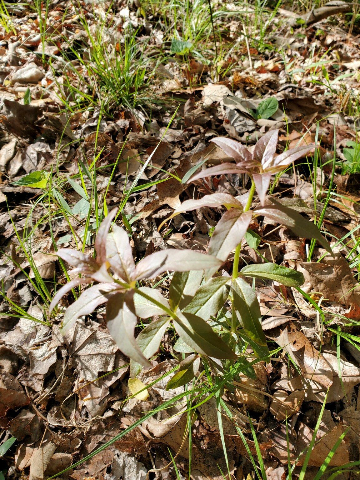 Another not blooming plant, but seen along the trail: Whorled yellow loosestrife (Lysimachia quadrifoli).