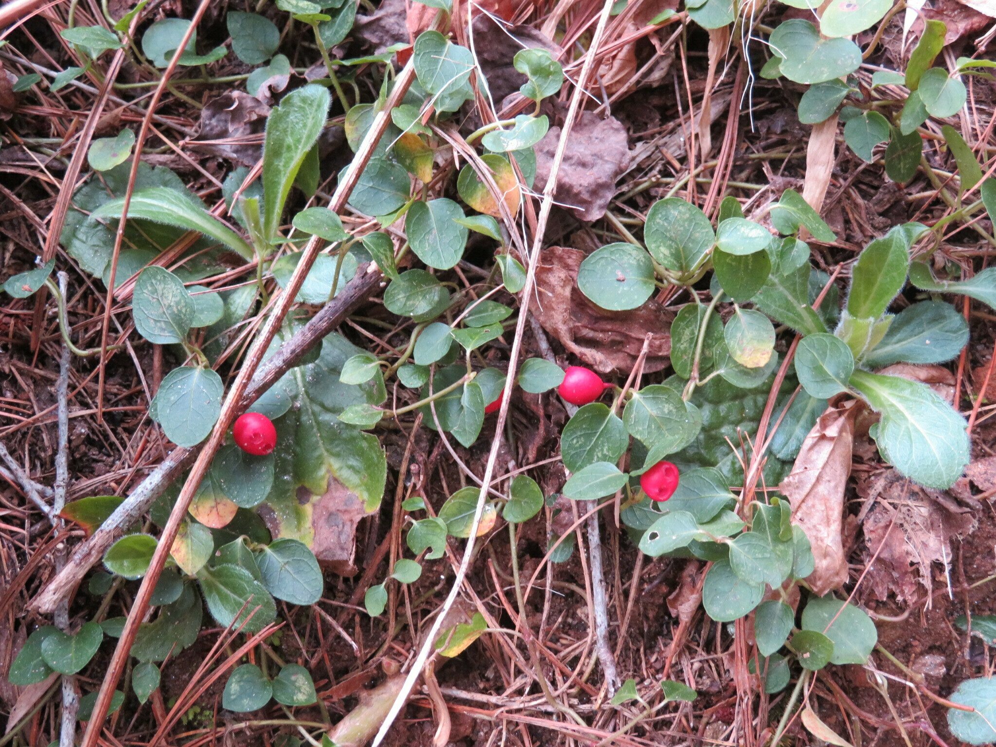 Partridge-Berry (Mitchella repens) Lots of this with berries along the trail today