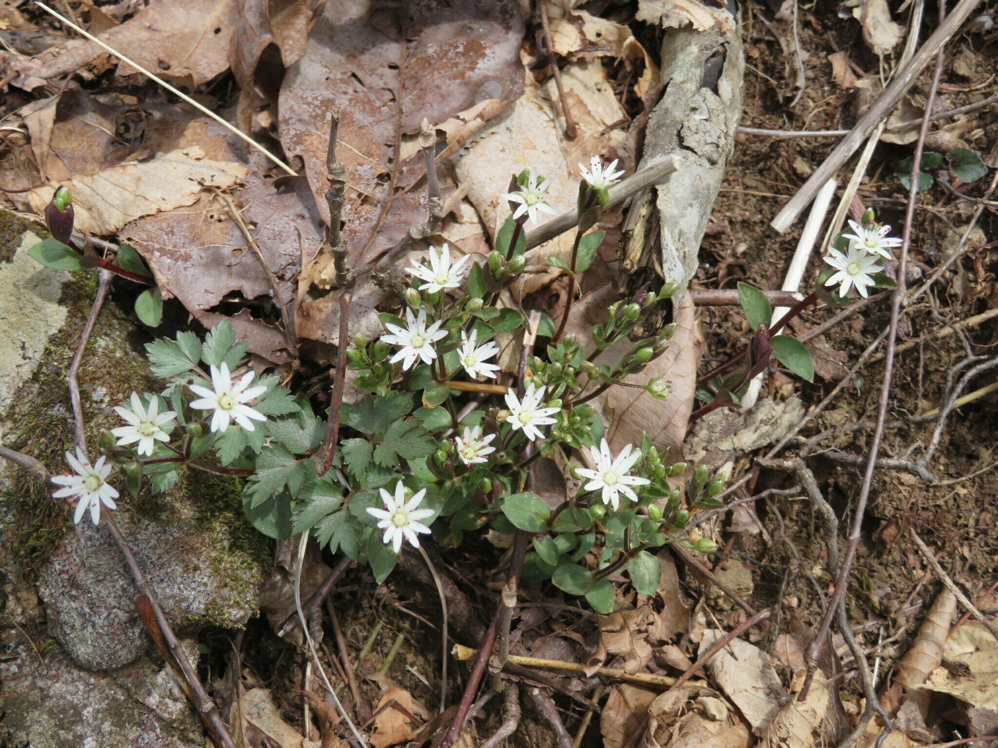 A solitary example of star chickweed seen along the trail up Wildcat Mtn.
