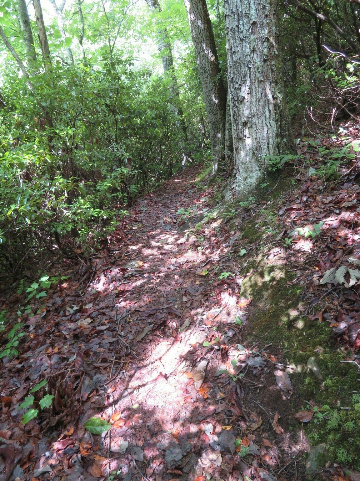 Then narrowing down to a traditional trail.