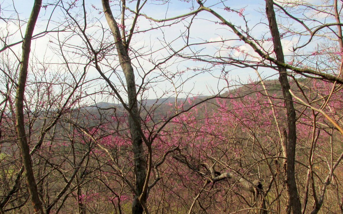 An occasional view through the trees and red buds blooming along the trail.