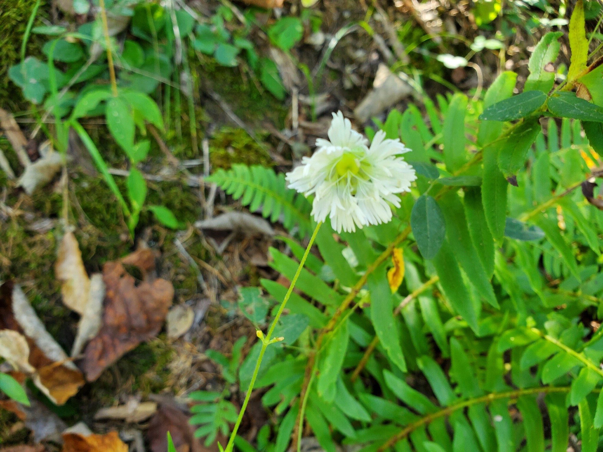 Here's a new wildflower for most of us.  Widowsfrill (Silene stellata)